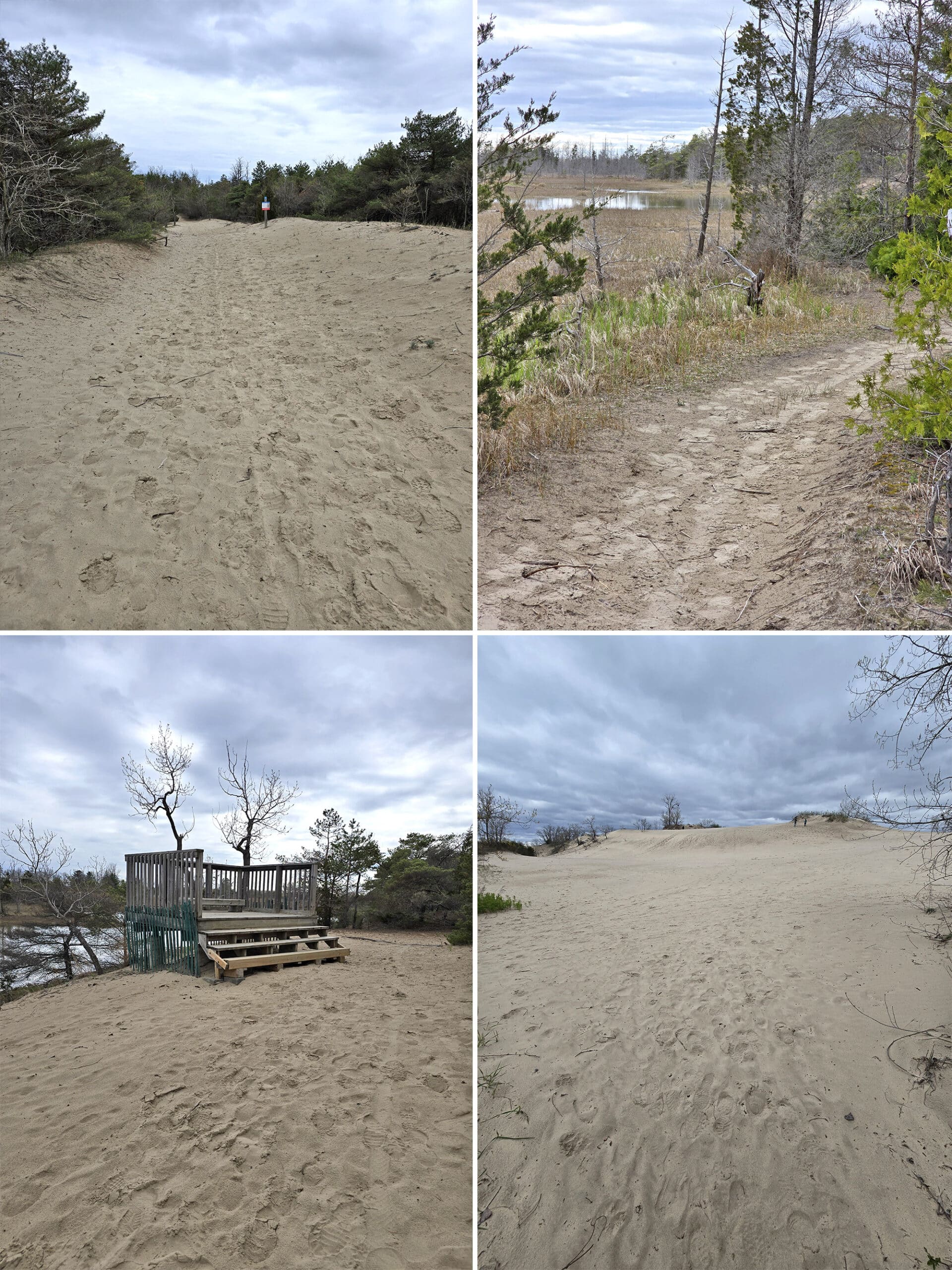 4 part image showing various views along the dunes trail at sandbanks provincial park.
