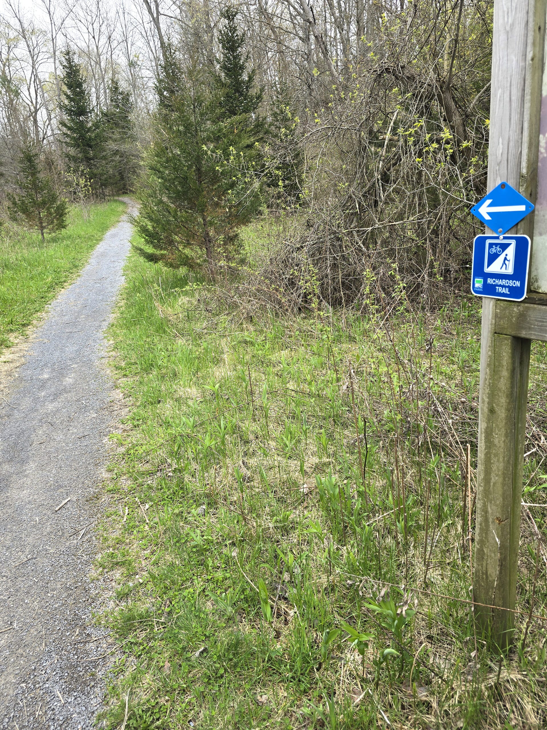 A narrow path walking into the woods.
