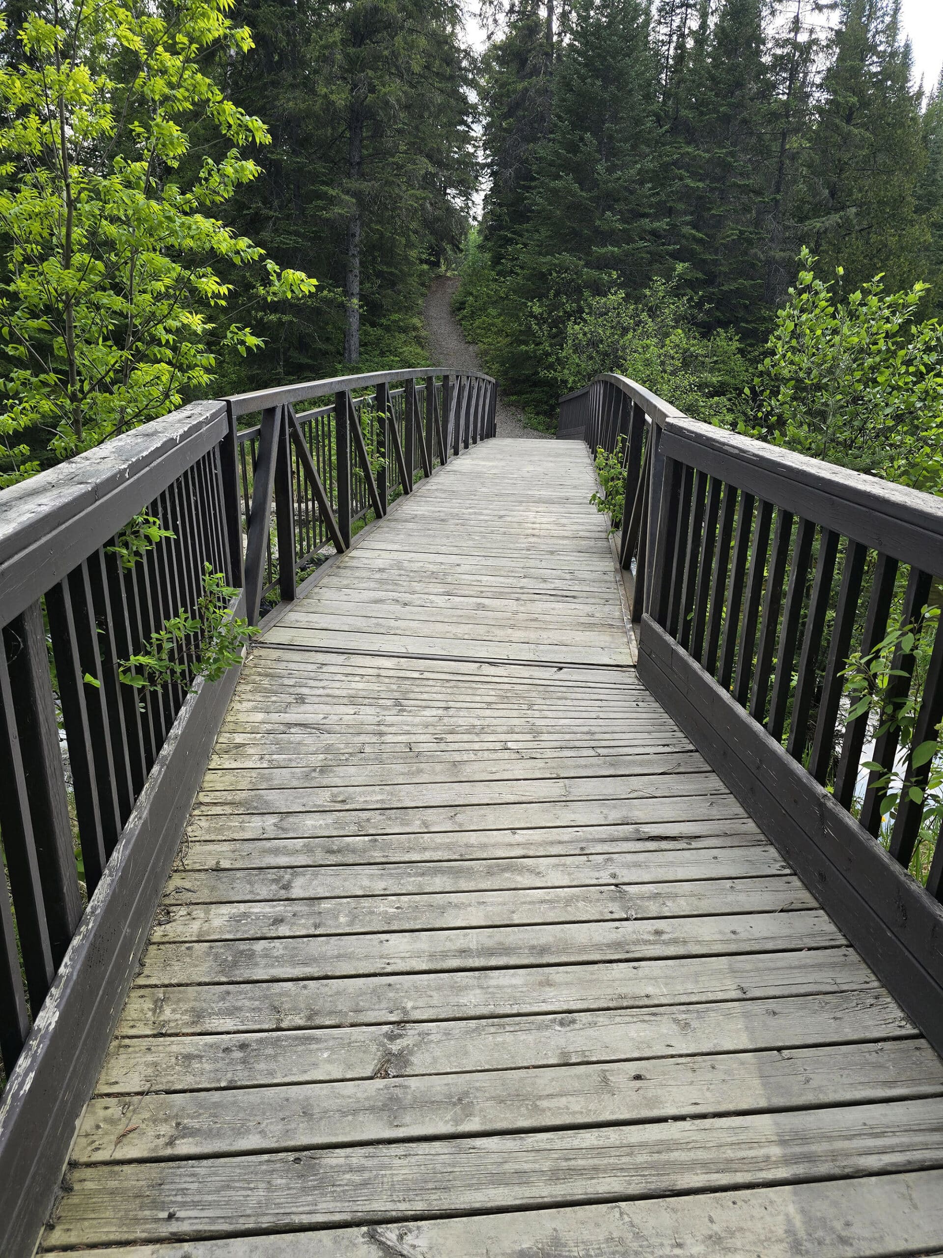 A footbridge leads to a trail through the woods.