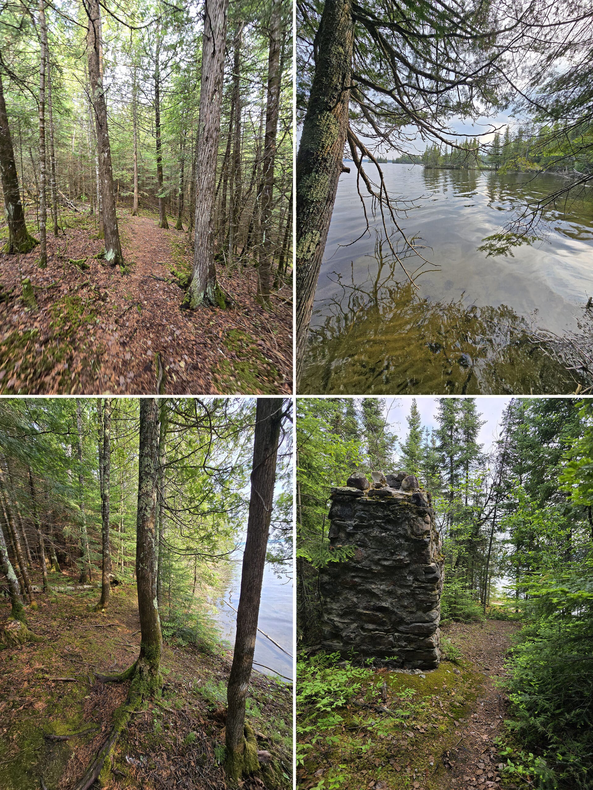 4 part image showing various views along the Cedar Trail at Aaron Provincial Park.