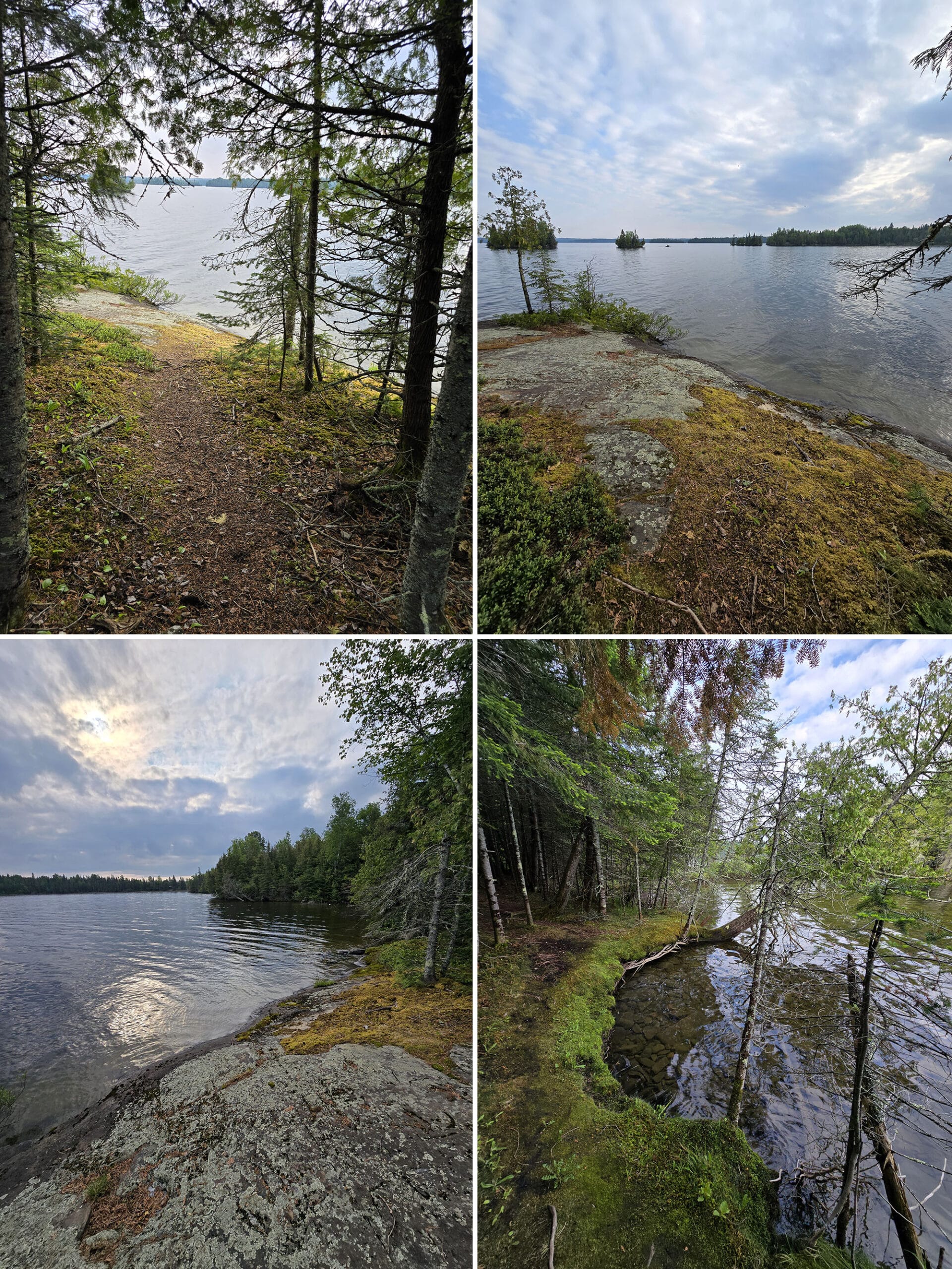 4 part image showing various views along the Cedar Trail at Aaron Provincial Park.