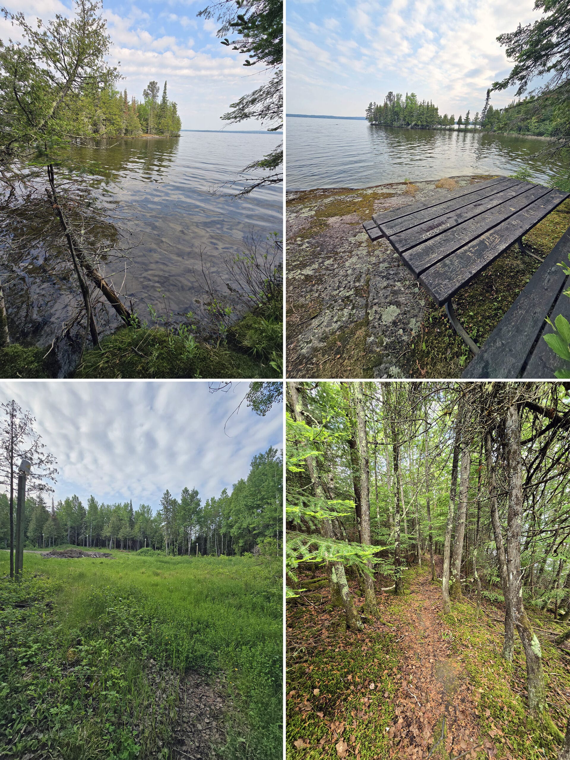 4 part image showing various views along the Cedar Trail at Aaron Provincial Park.