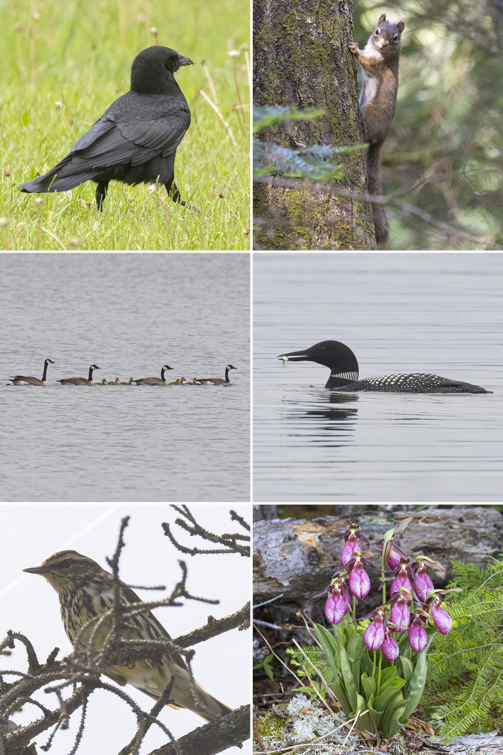 6 part image showing the plants and animals listed in the caption.