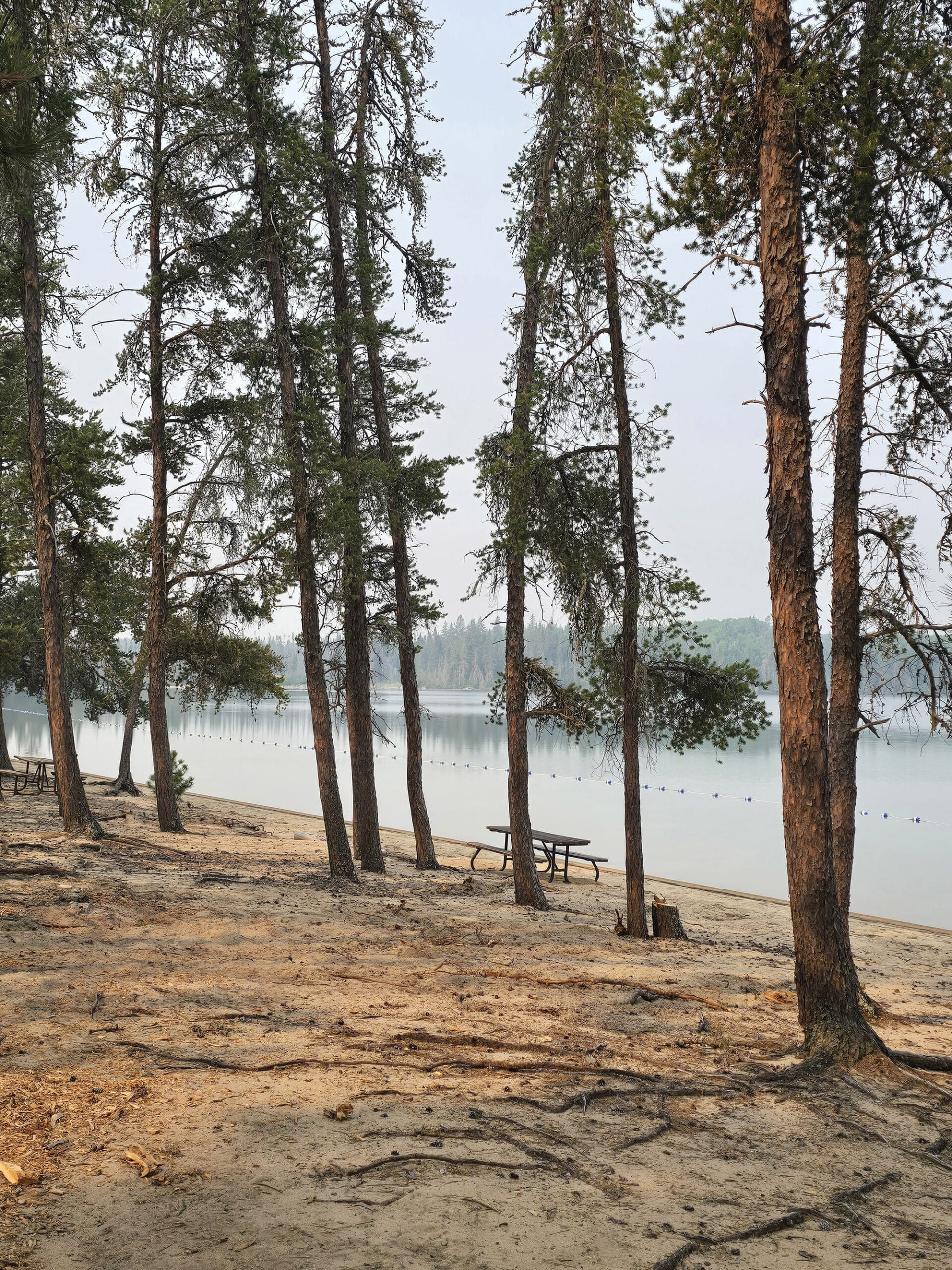 Pine trees along the beach at Blue Lake Provincial Park.