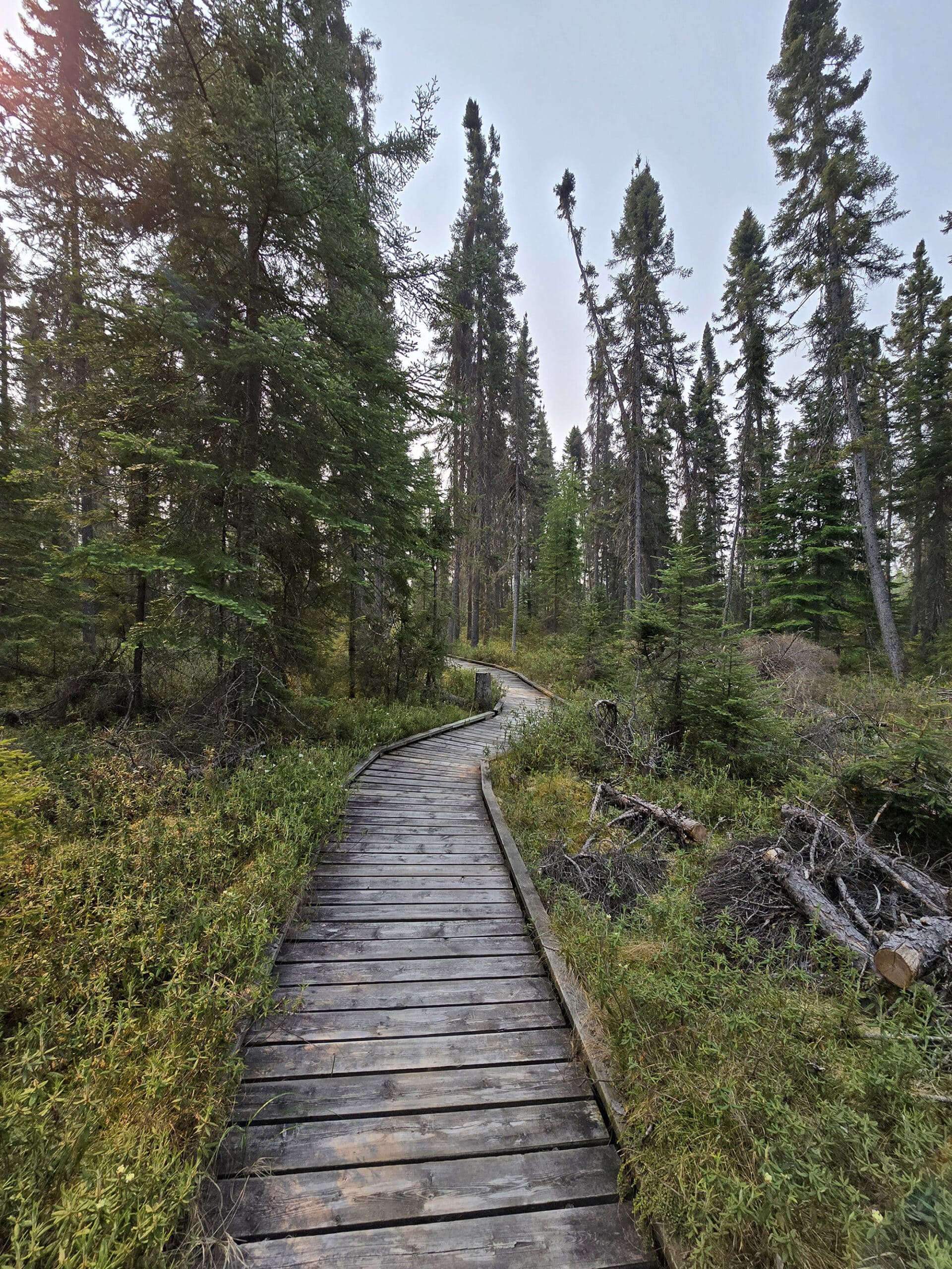 A boardwalk over boreal forest.