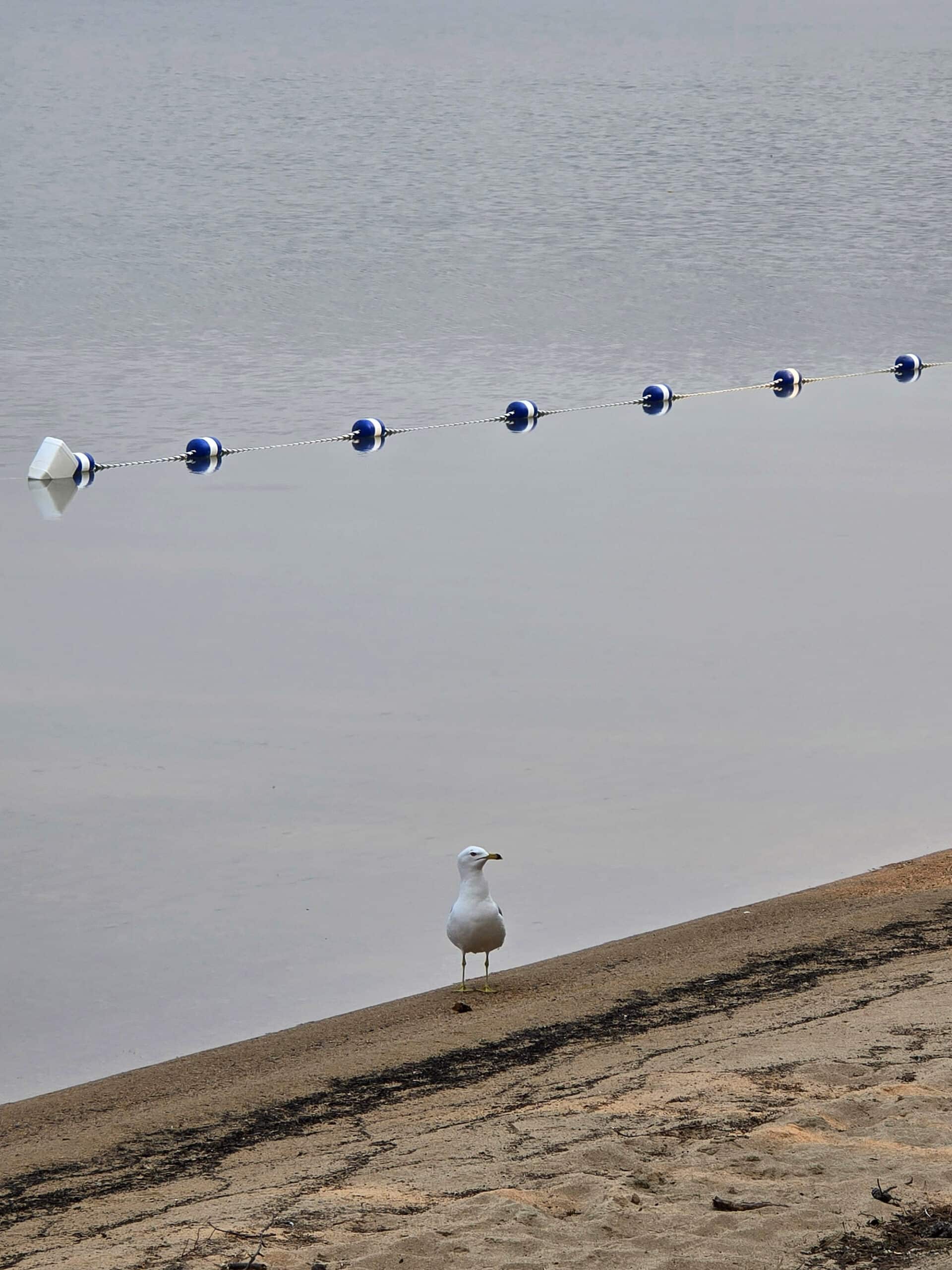 A seagull on the beach at Blue Lake Provincial Park.