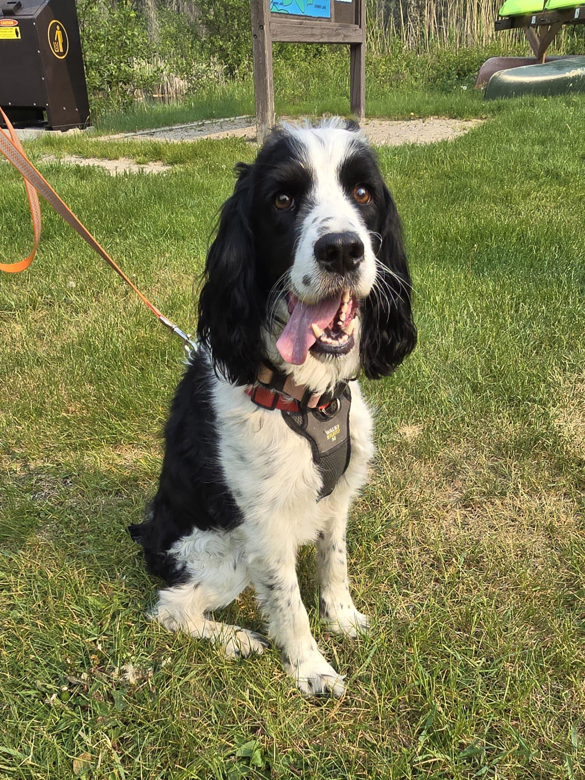 A black and white dog sitting on grass.