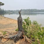 A loon carved out of a tree stump, on the beach at Blue Lake Provincial Park.