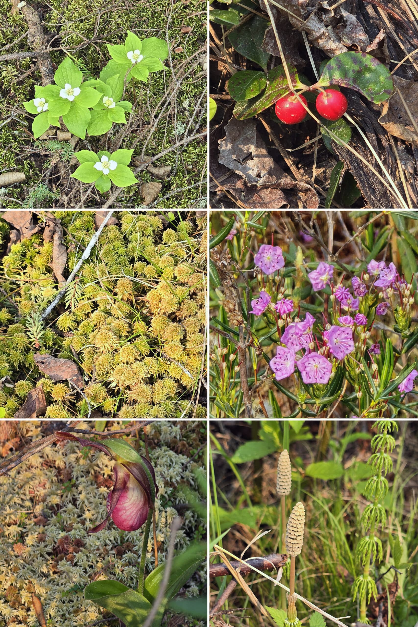 6 part image showing various boreal flowers and ground cover.
