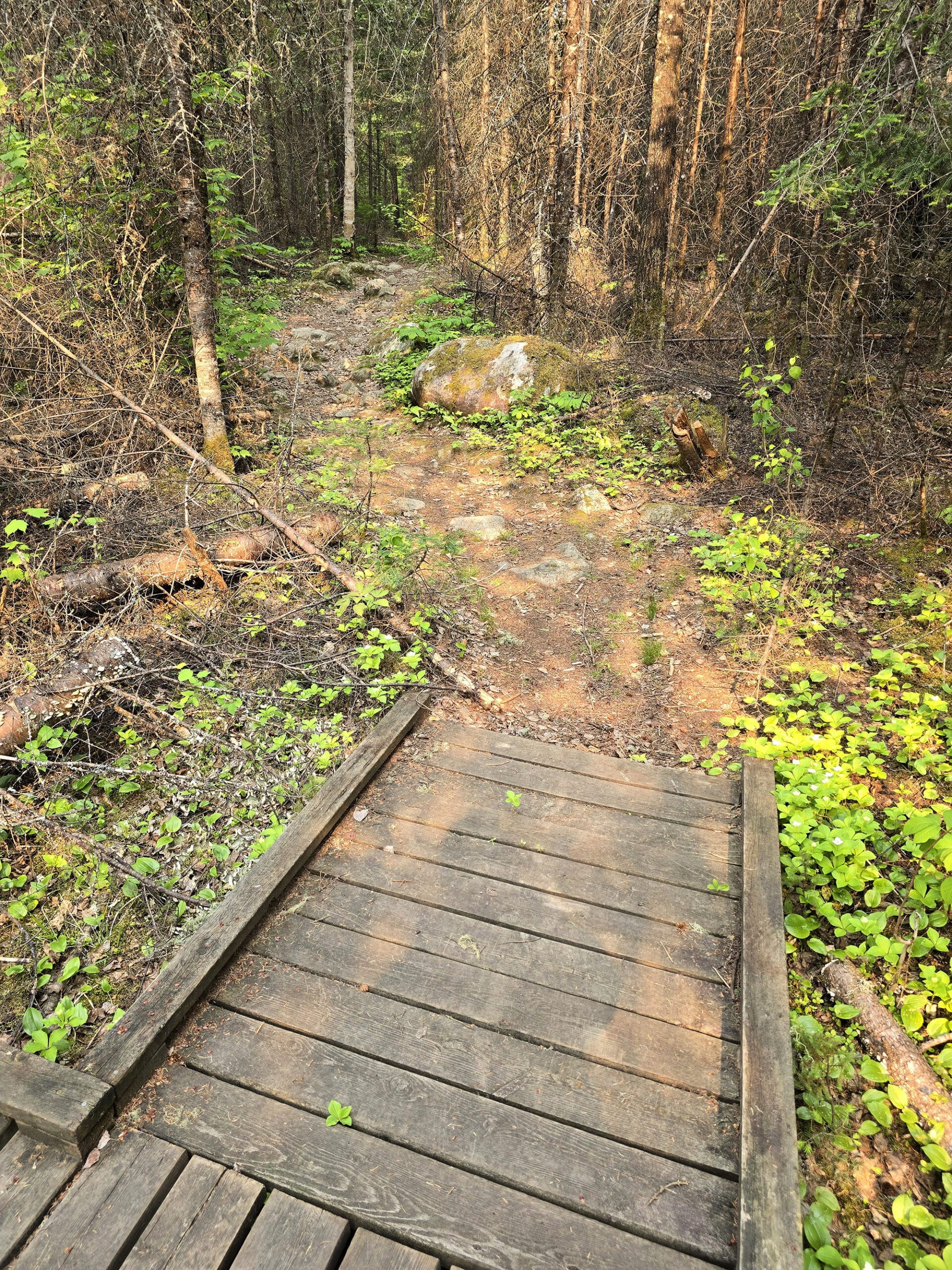A short wooden ramp to a rough path through the woods.