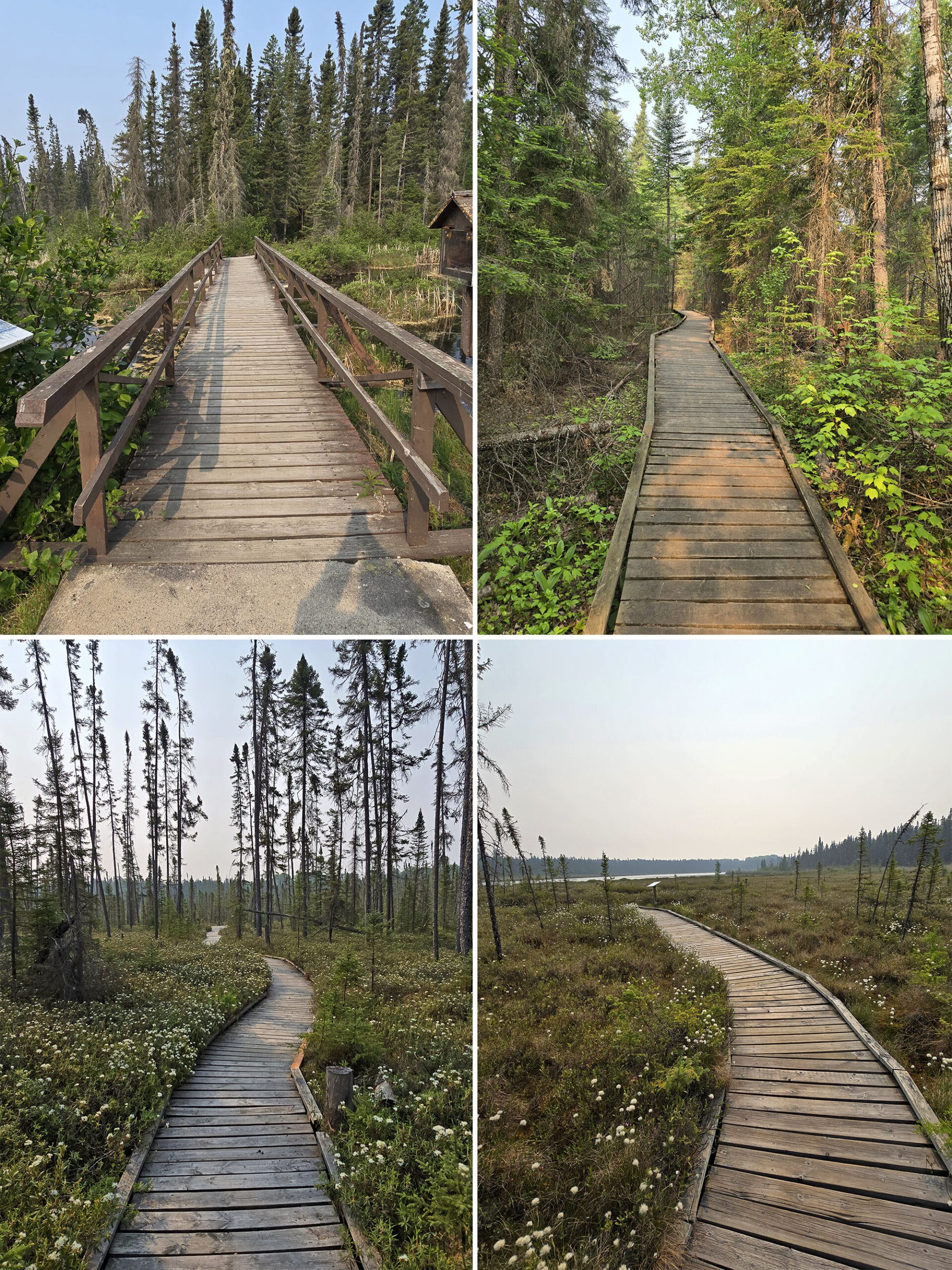 4 part image showing various views along the spruce fen boardwalk trail at Blue Lake Provincial Park.