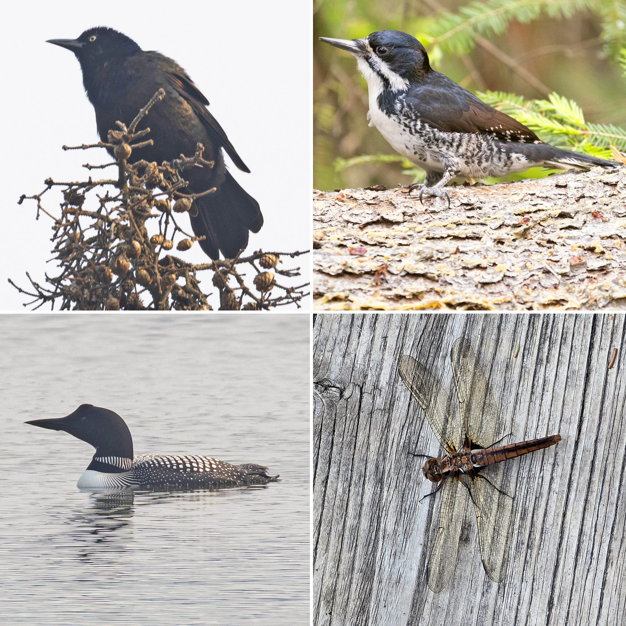 4 part image showing the birds and bugs listed in the caption.