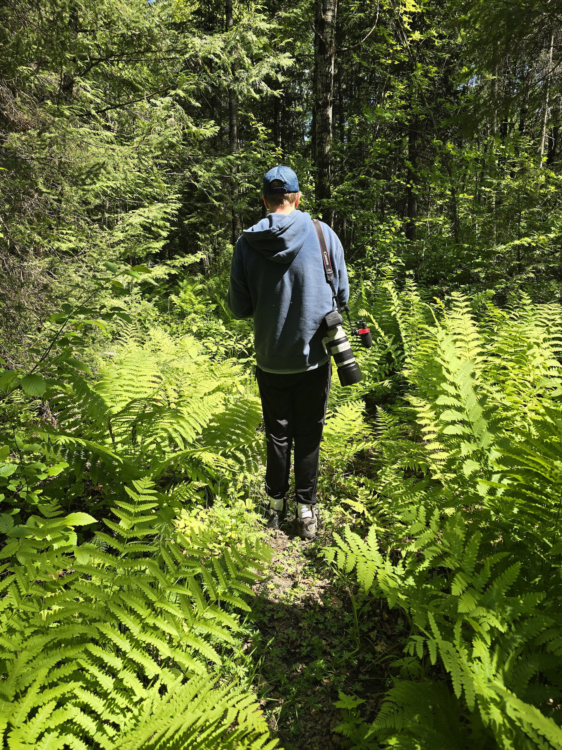 A man walking into the woods at Ojibway Provincial Park, through waist high ferns.