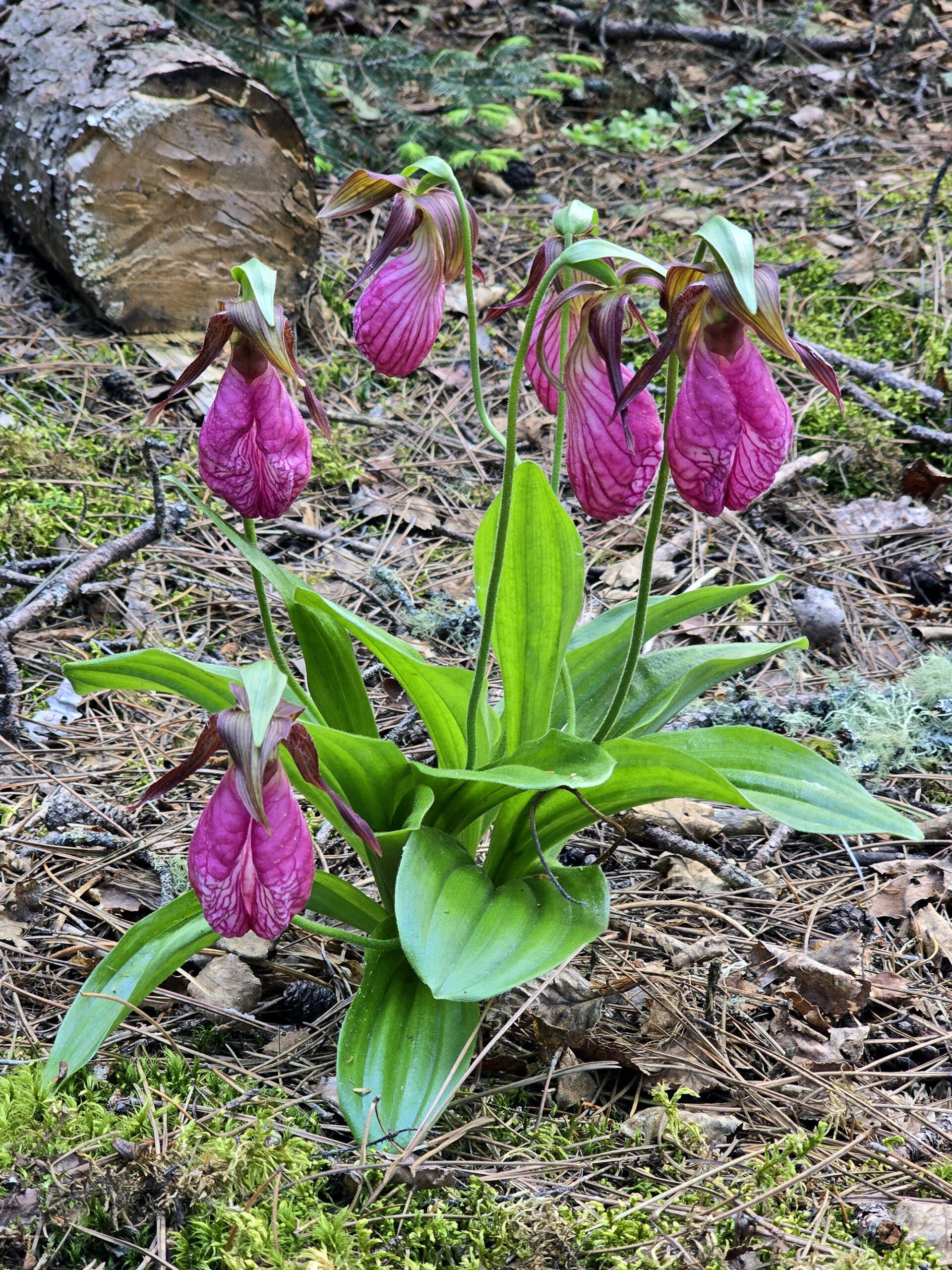 A wild orchid plant, with 6 pink ladyslipper orchids.
