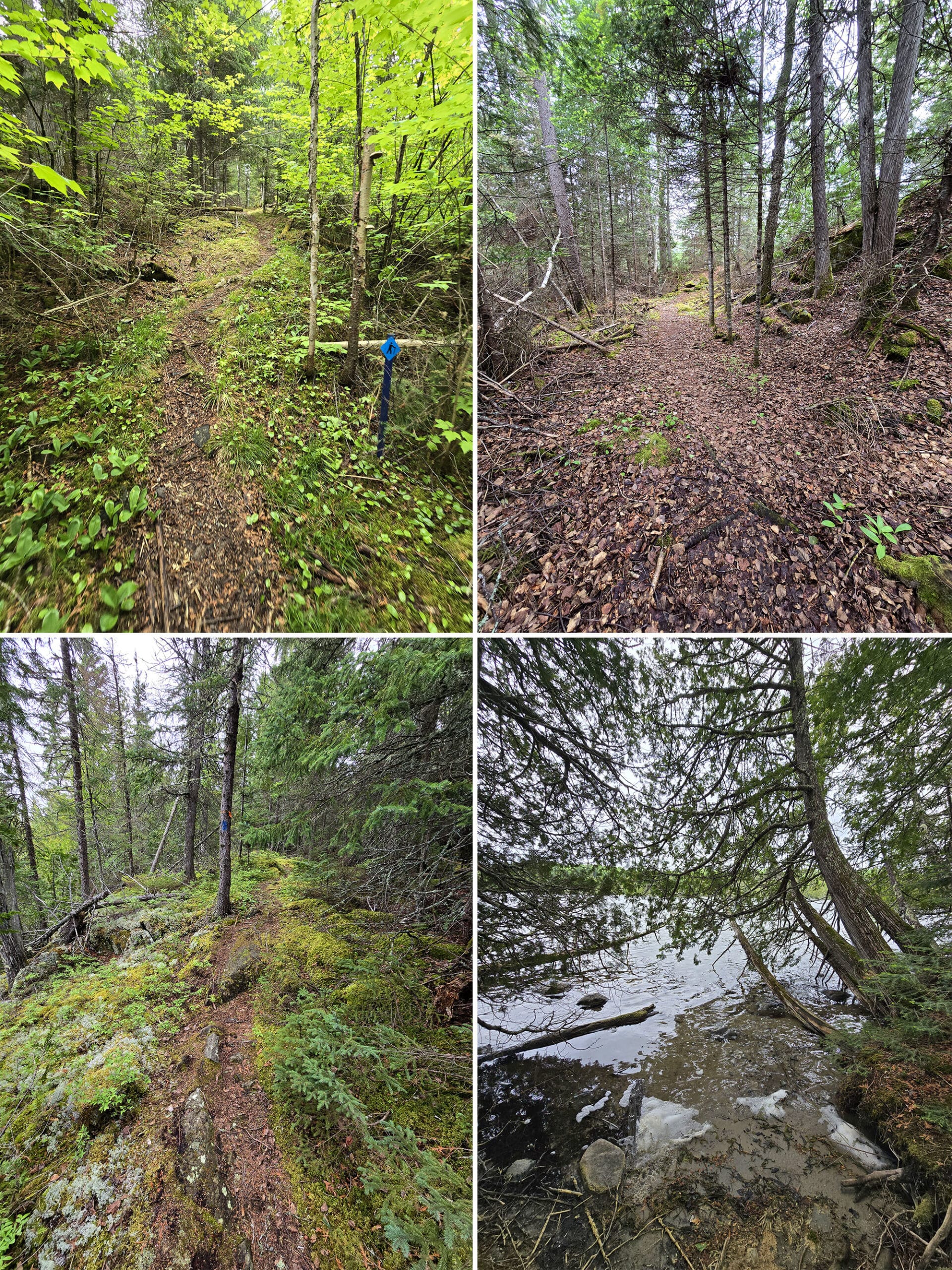 4 part image showing various views along the Lakeshore trail at Ojibway Provincial Park.