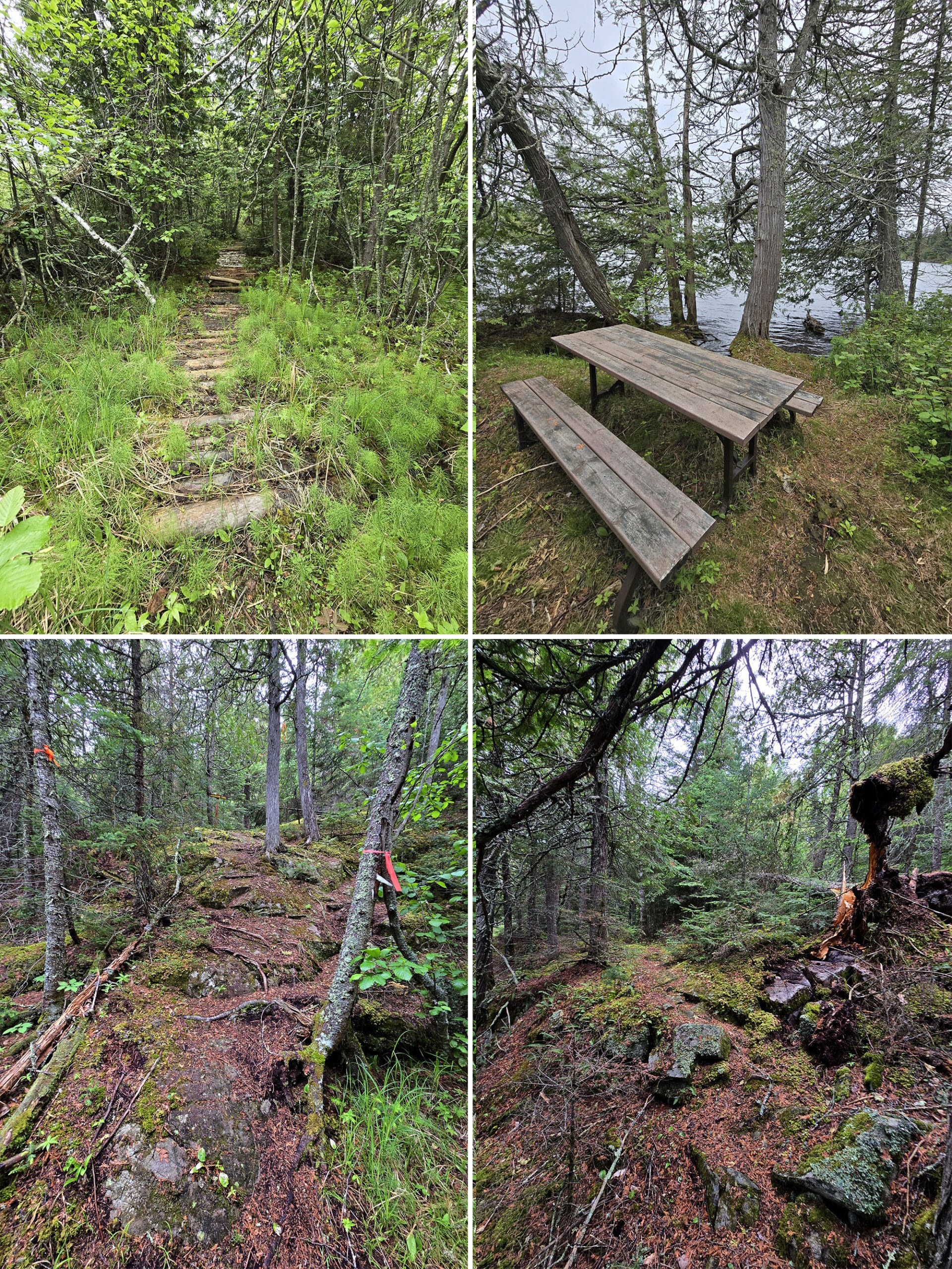 4 part image showing various views along the Lakeshore trail at Ojibway Provincial Park.