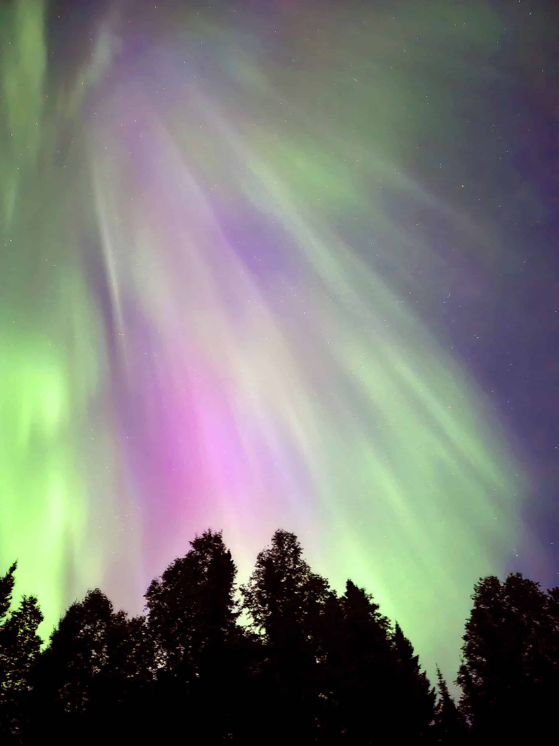 Pink and green northern lights over trees at Ojibway Provincial Park.