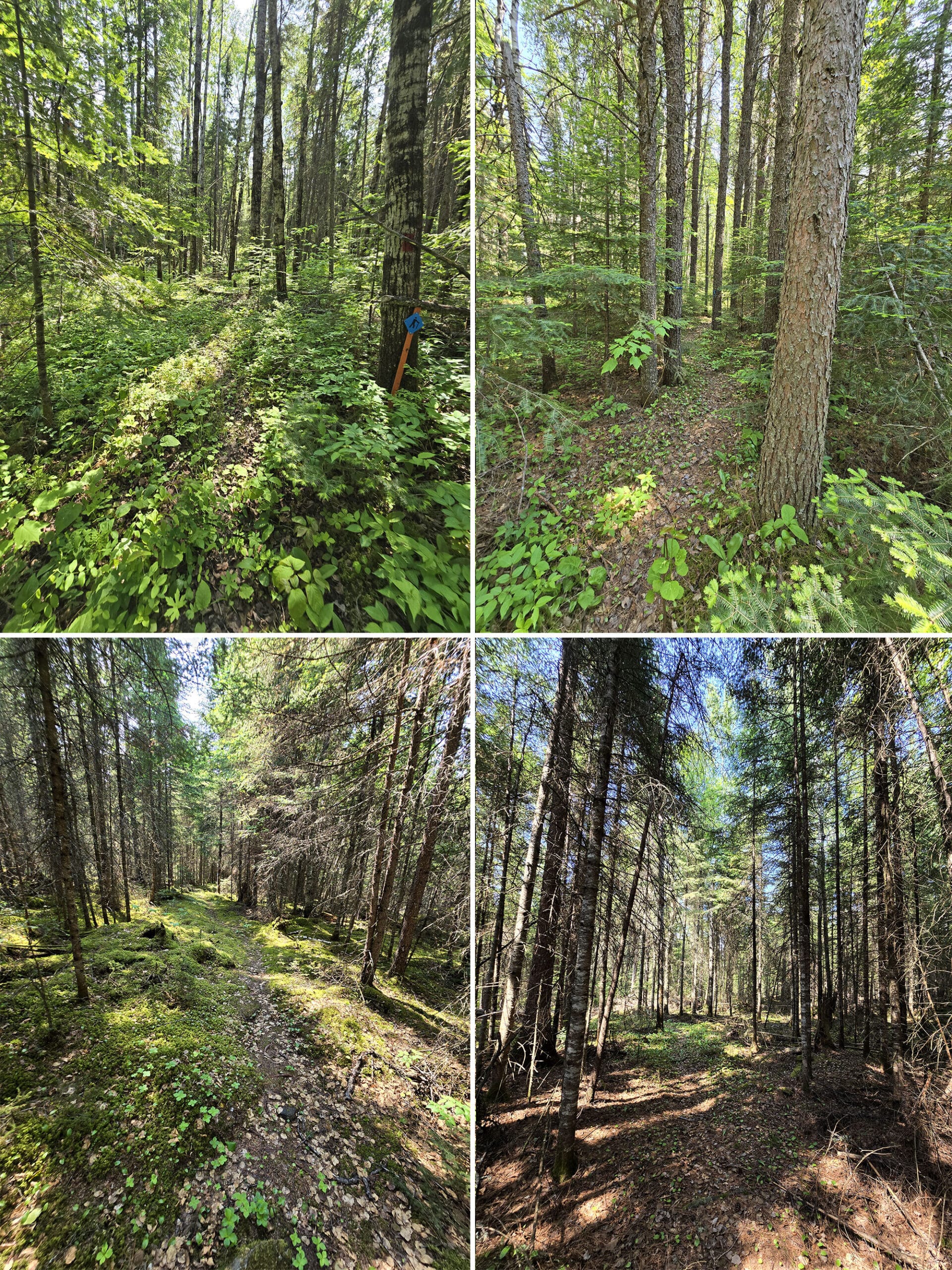 4 part image showing various views along the Red Pine trail at Ojibway Provincial Park.