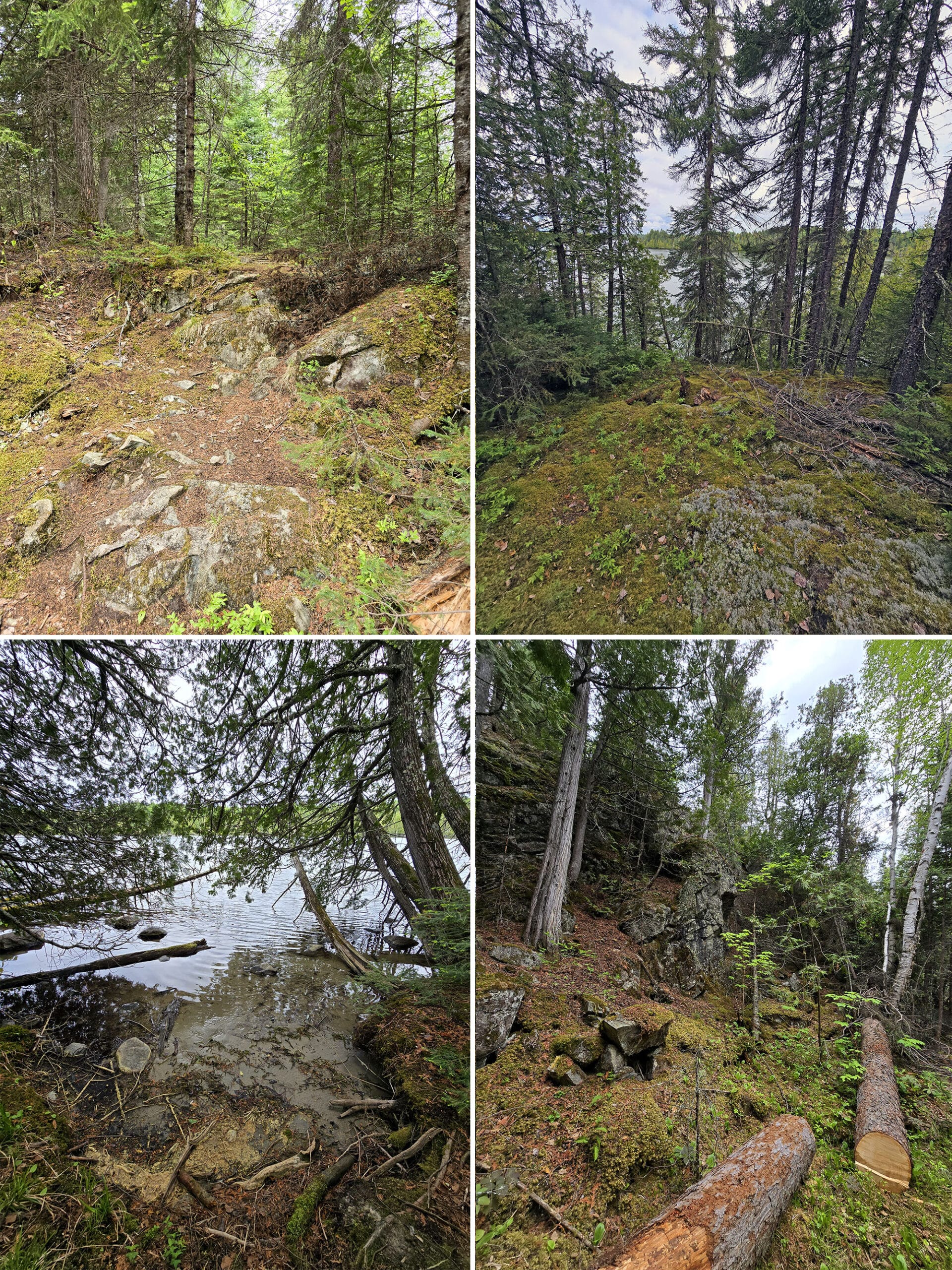 4 part image showing various views along the Ridge Bottom trail at Ojibway Provincial Park.