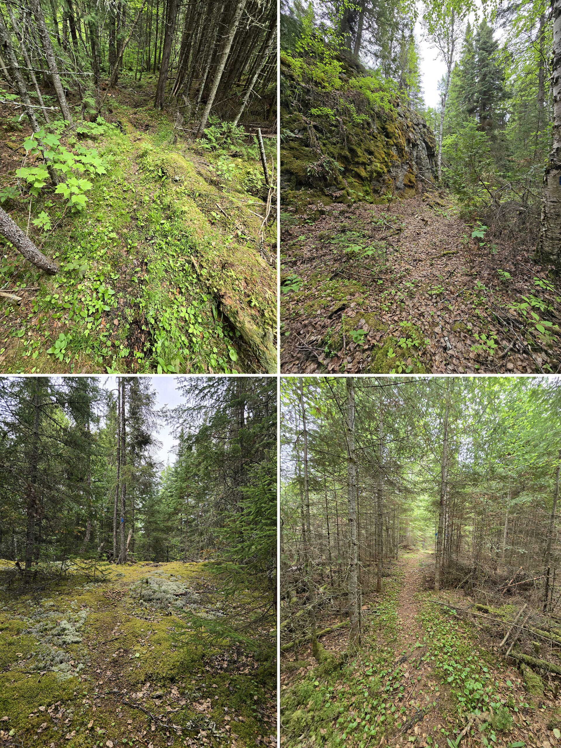 4 part image showing various views along the Ridge Bottom trail at Ojibway Provincial Park.