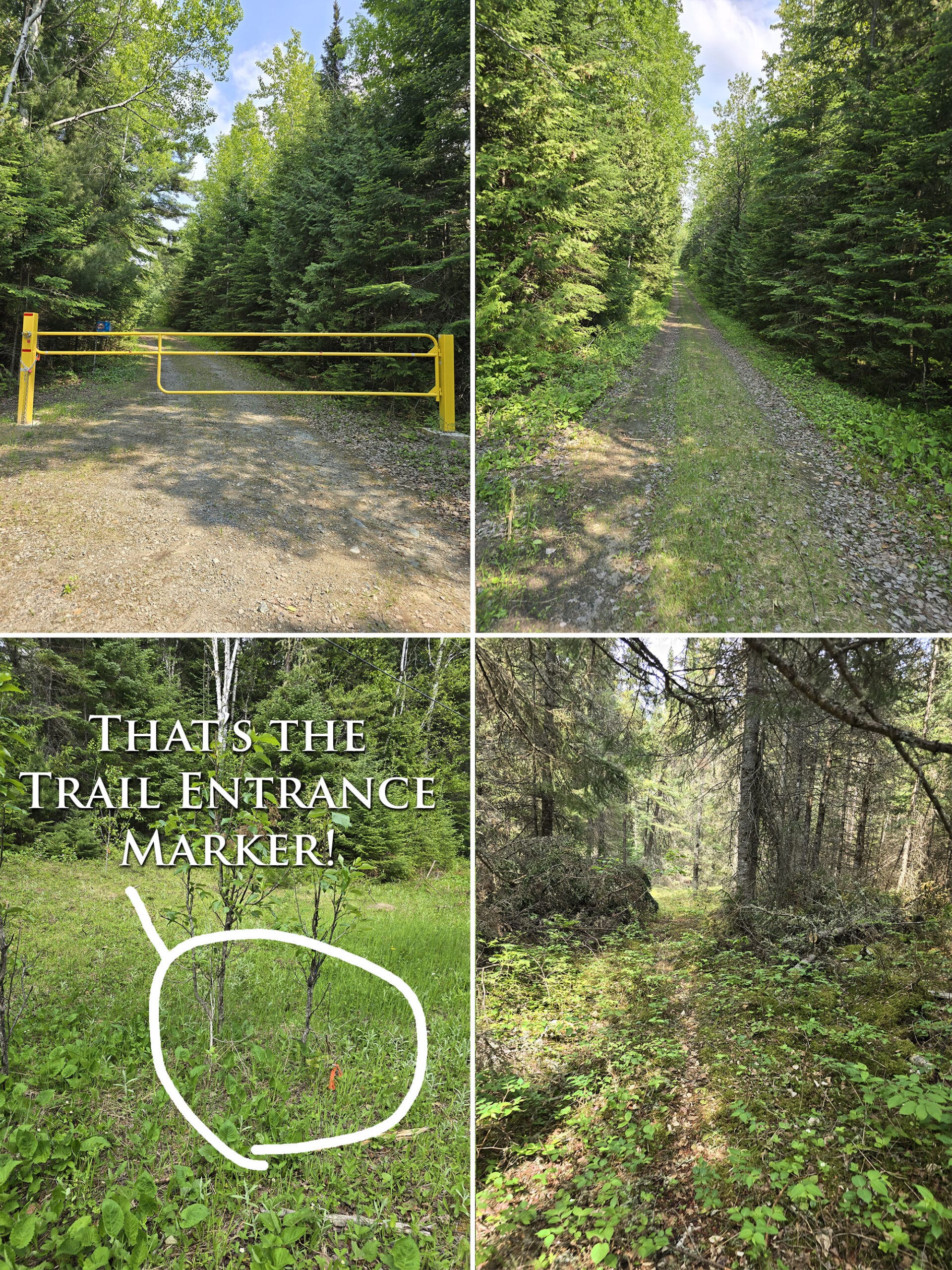 4 part image showing various views along the Terry Lake trail at Ojibway Provincial Park.