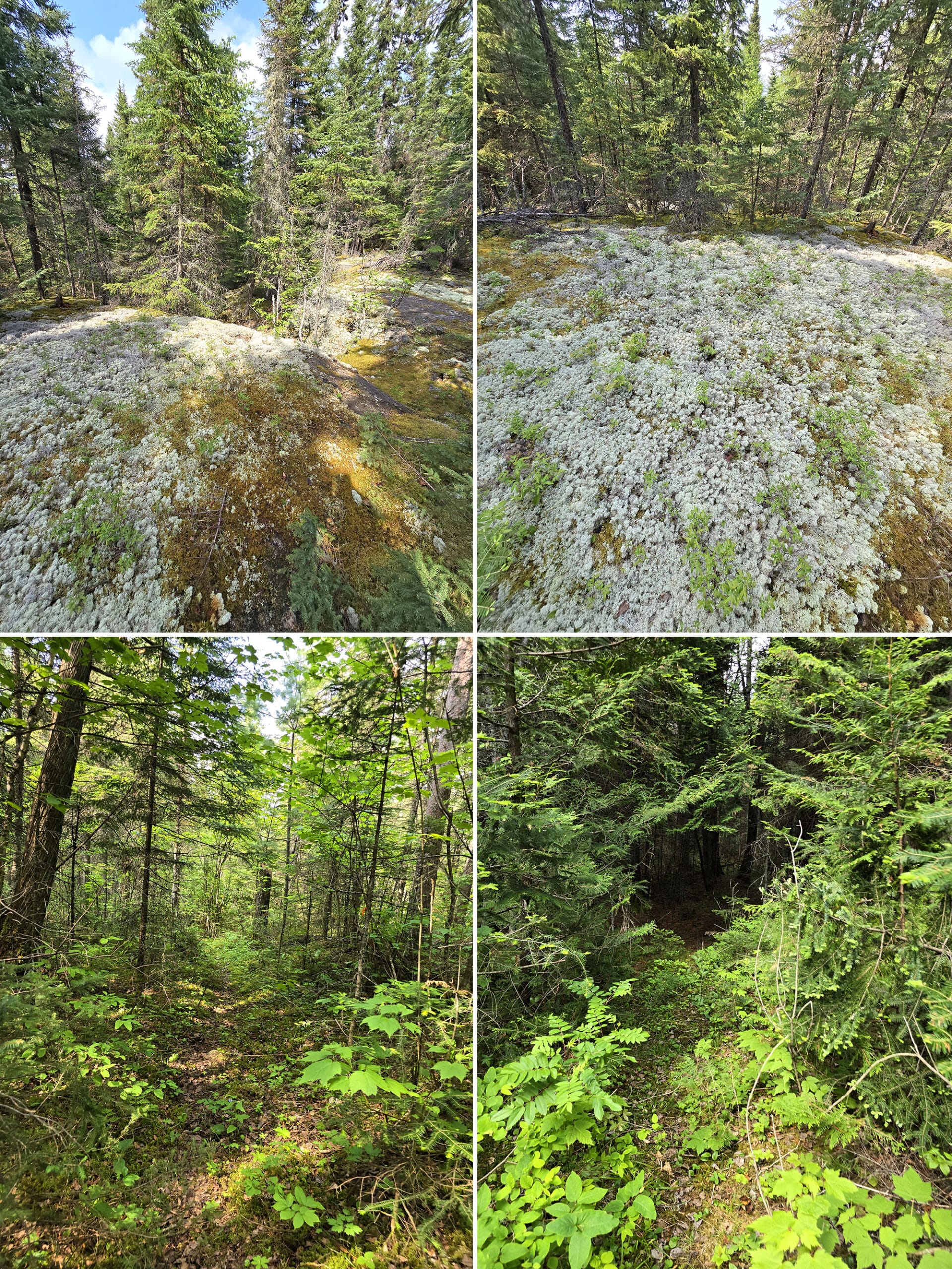 4 part image showing various views along the Terry Lake trail at Ojibway Provincial Park.