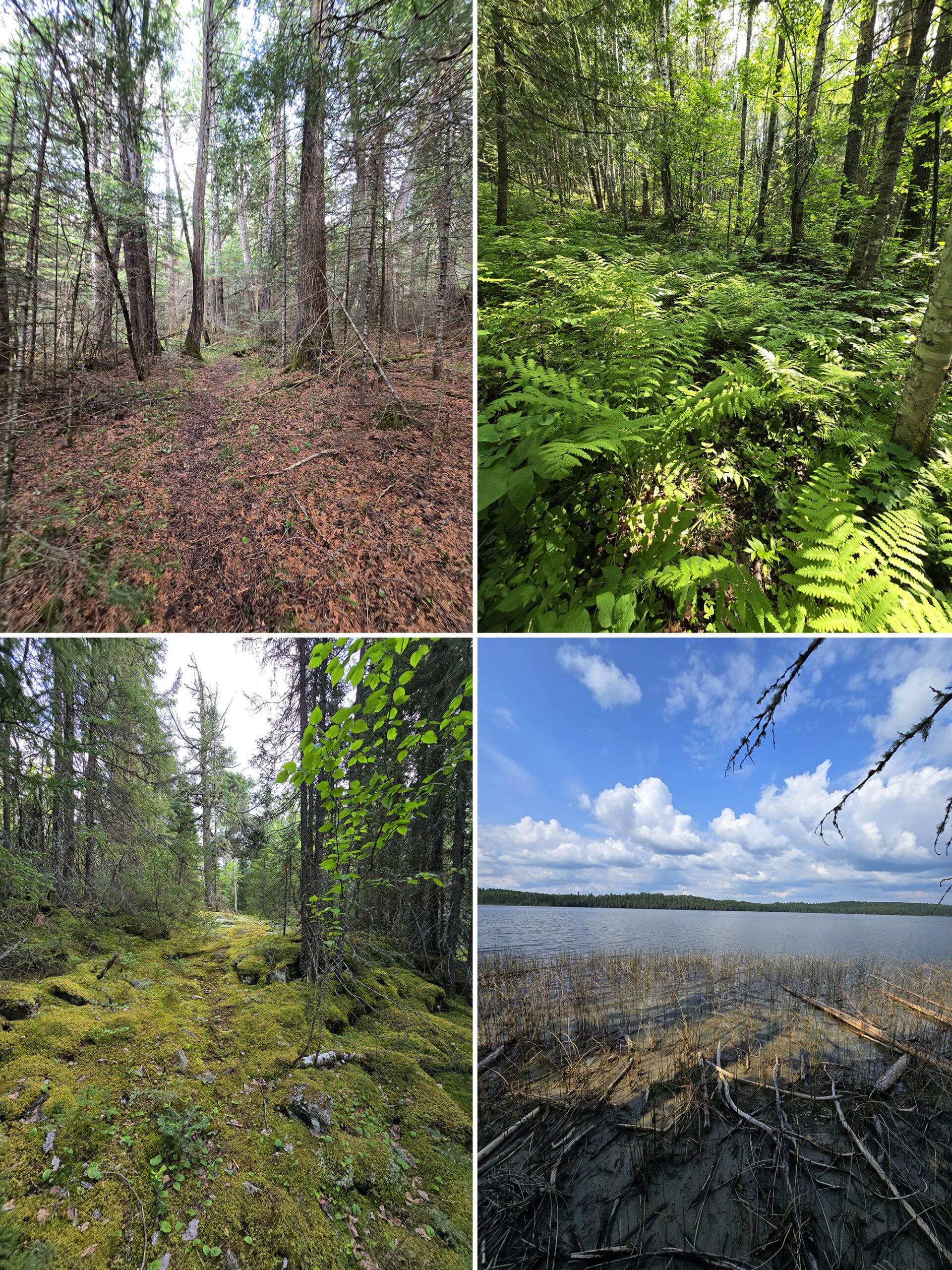 4 part image showing various views along the Terry Lake trail at Ojibway Provincial Park.