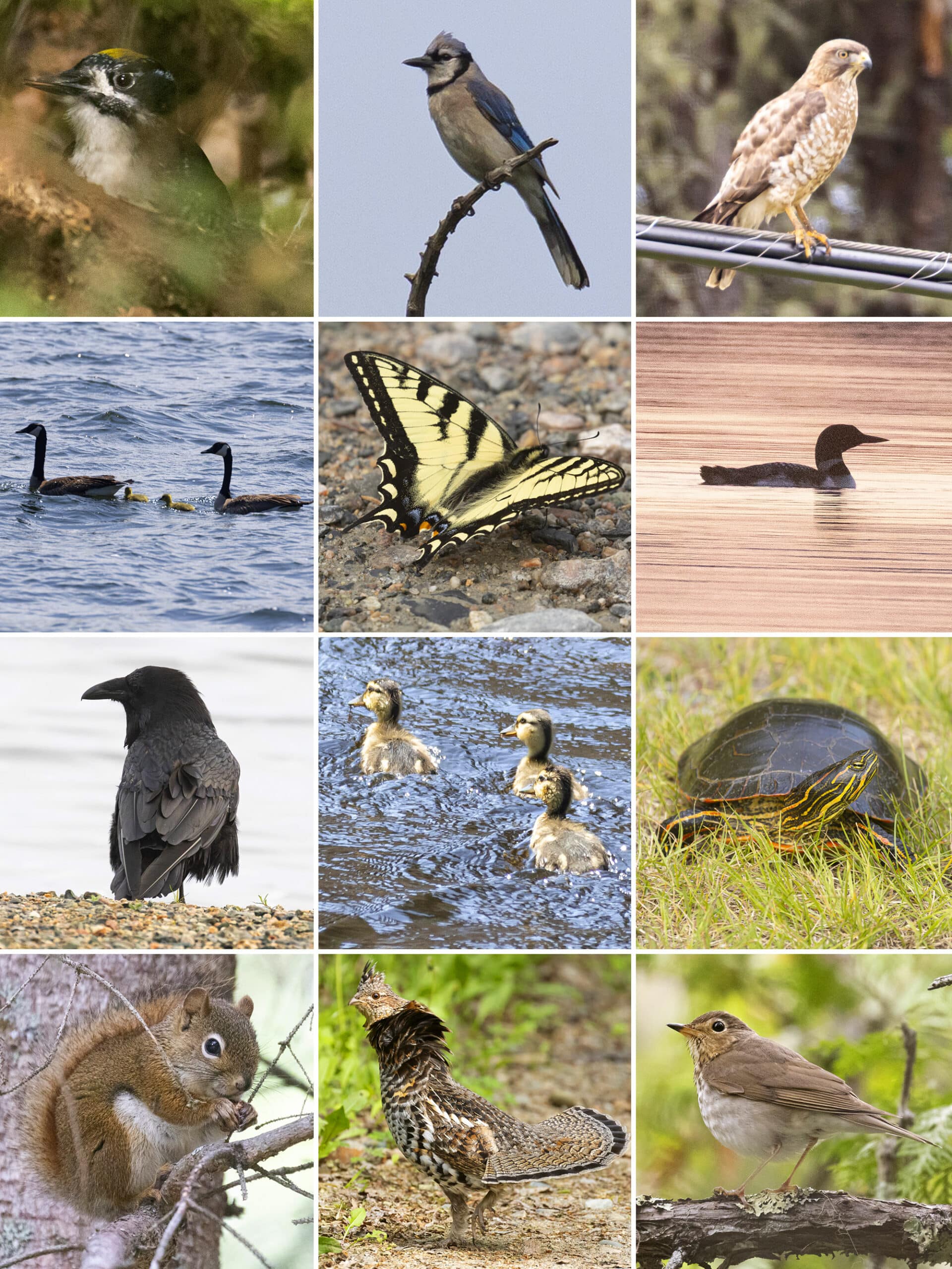 12 part image showing the various wildlife listed in the caption.