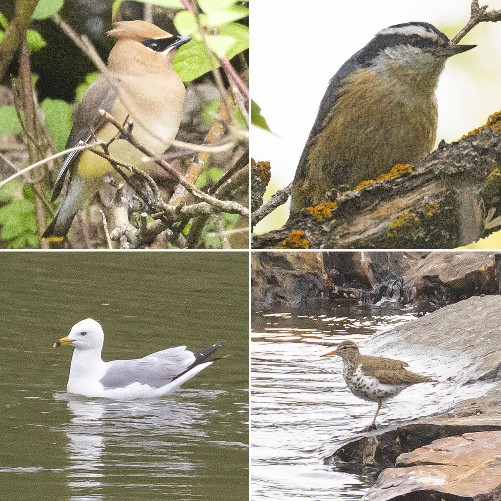 4 part image showing the various birds mentioned in the caption.