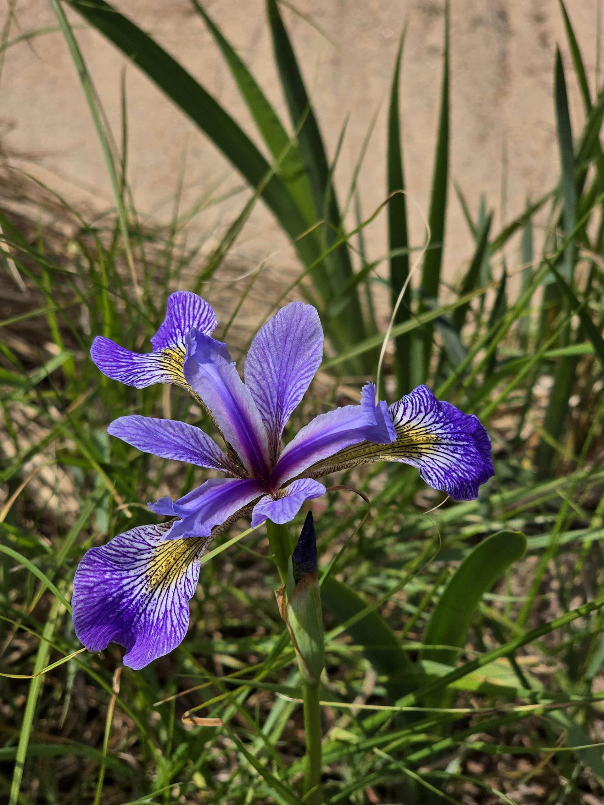 A wild purple Iris.
