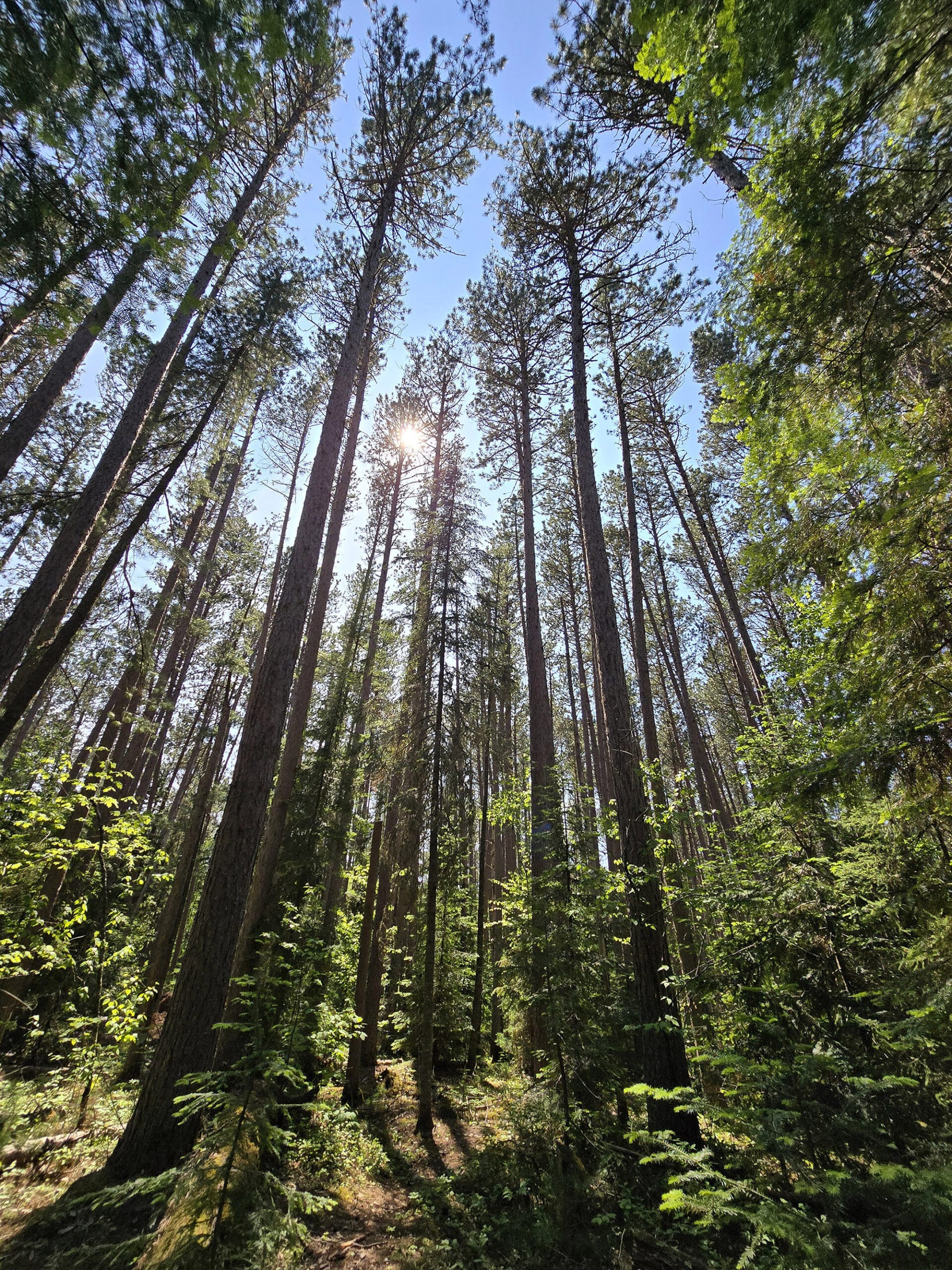 Tall red pine trees.