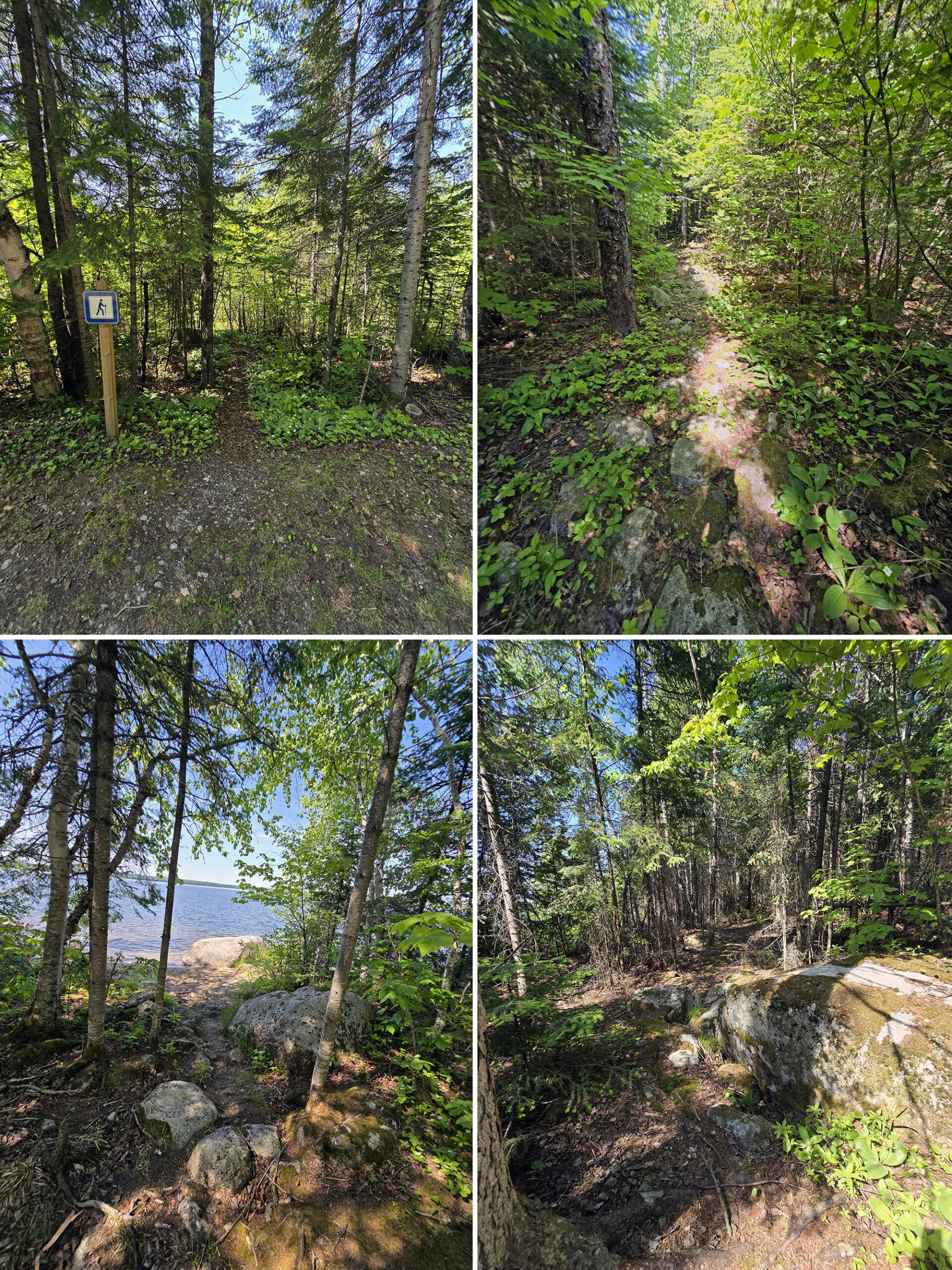 4 part image showing various views along the Campground Trail at Sandbar Lake Provincial Park.