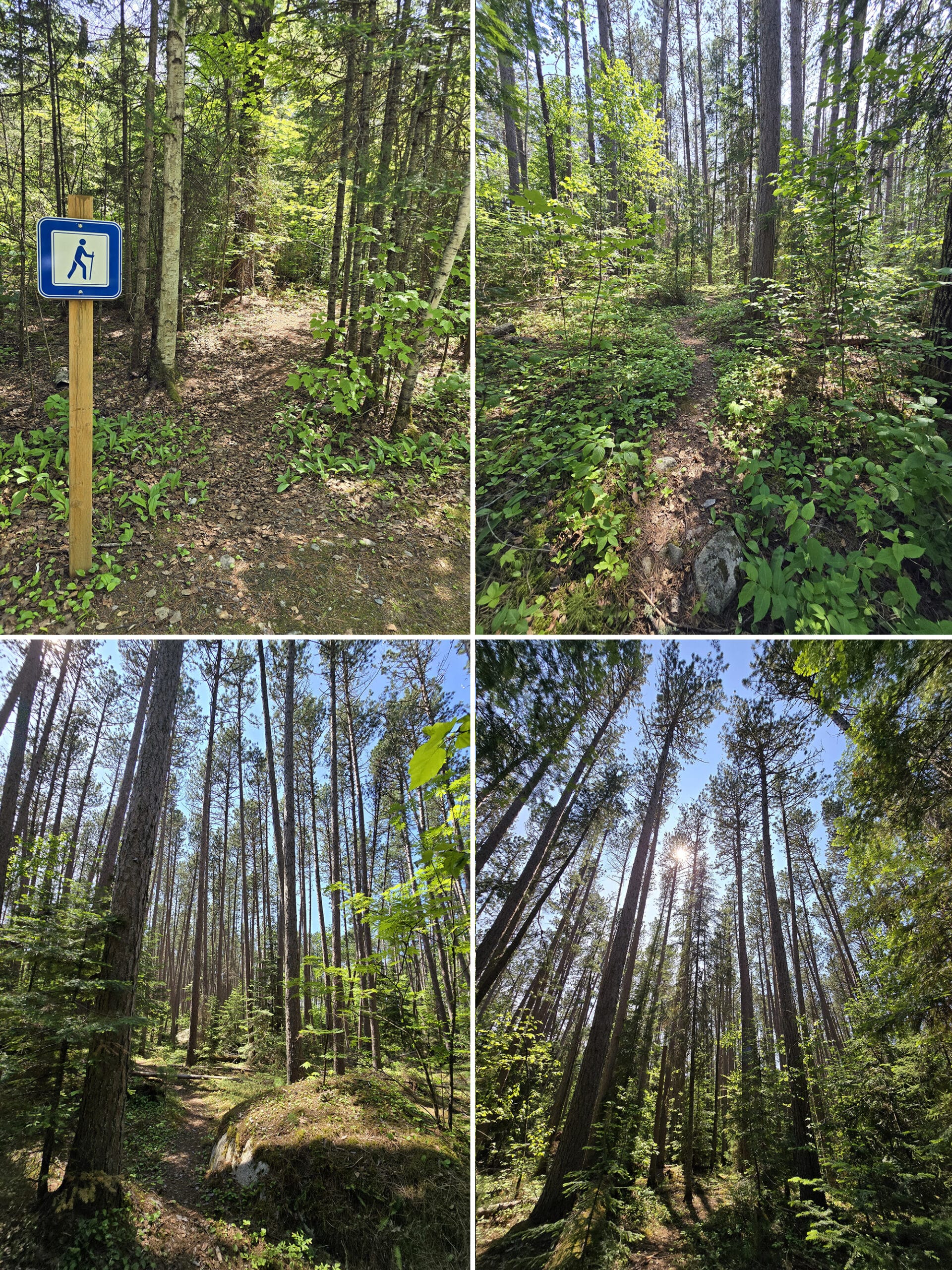 4 part image showing various views along the Red Pine Trail at Sandbar Lake Provincial Park.