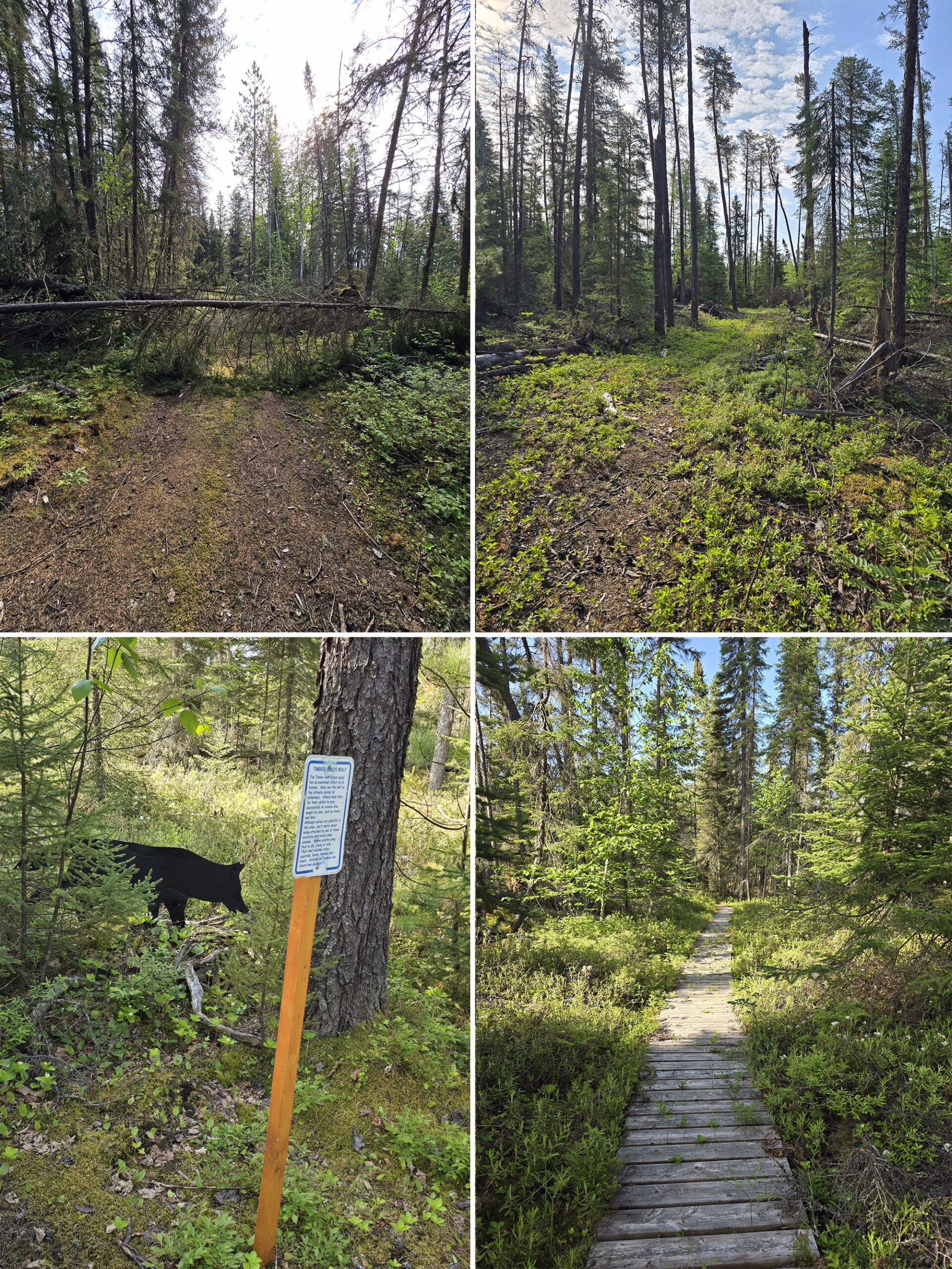 4 part image showing various views along the Silhouette Trail at Sandbar Lake Provincial Park.