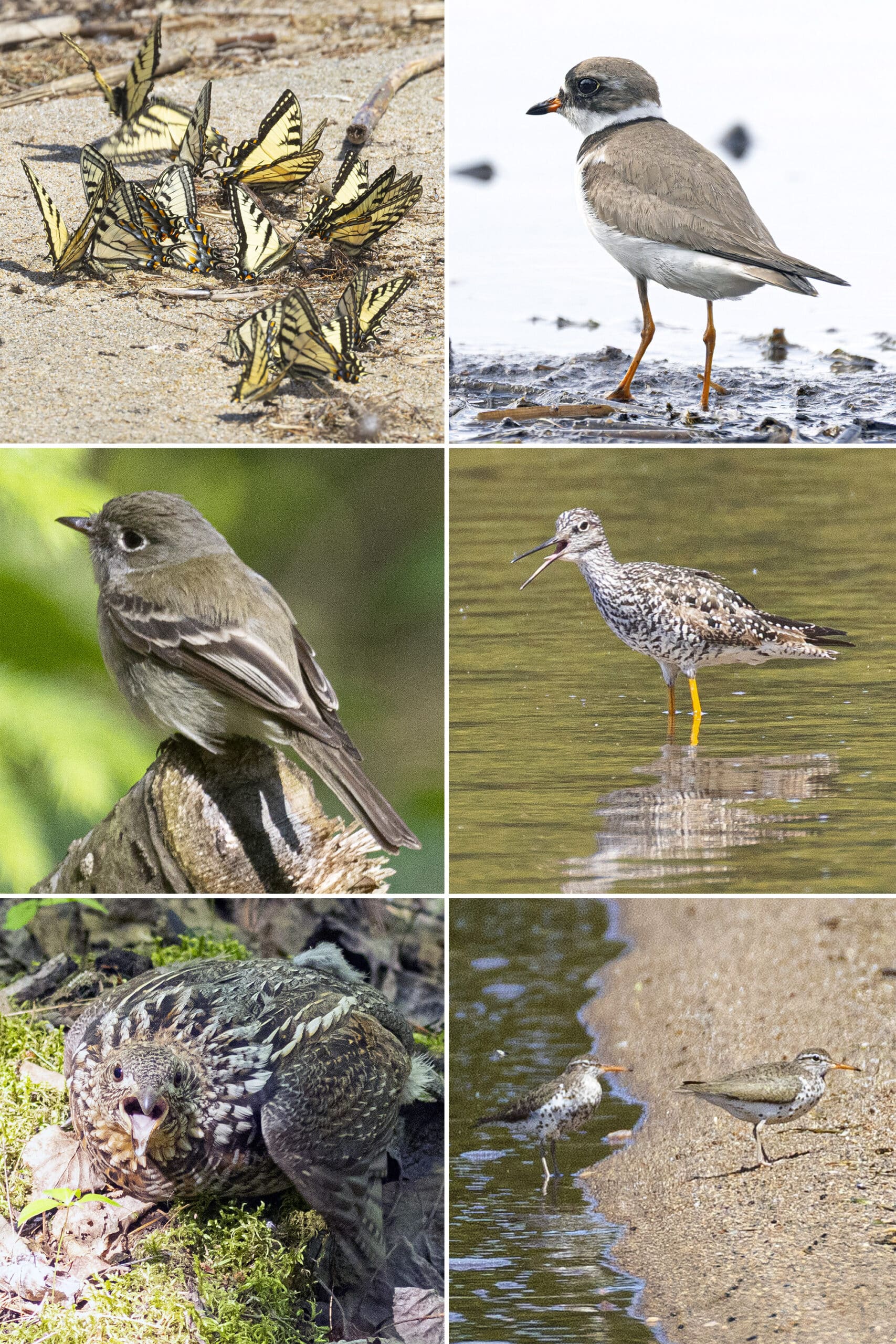 6 part image showing the various wildlife listed in the caption.