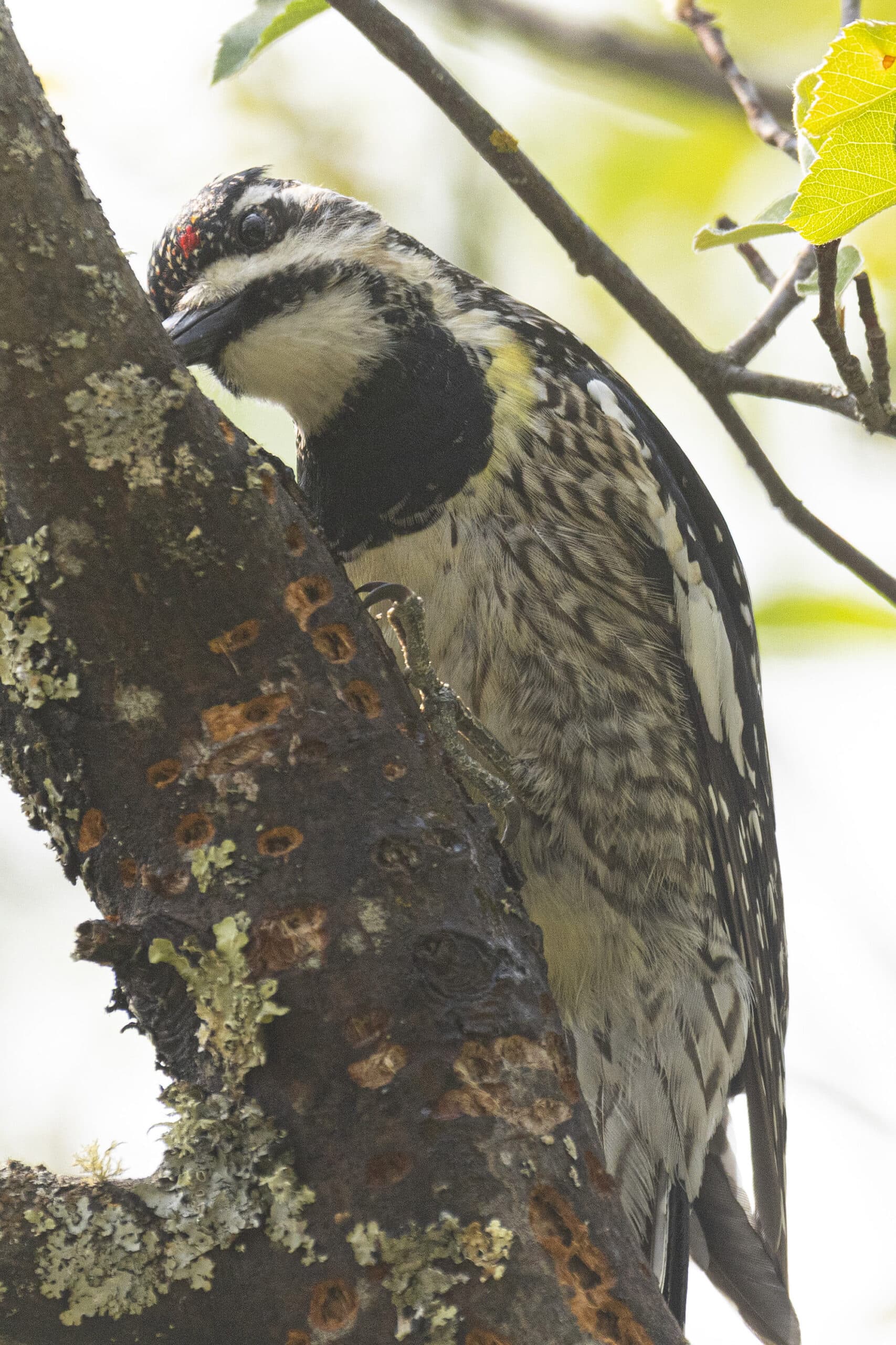 A yellow bellied Sapsucker on a tree.