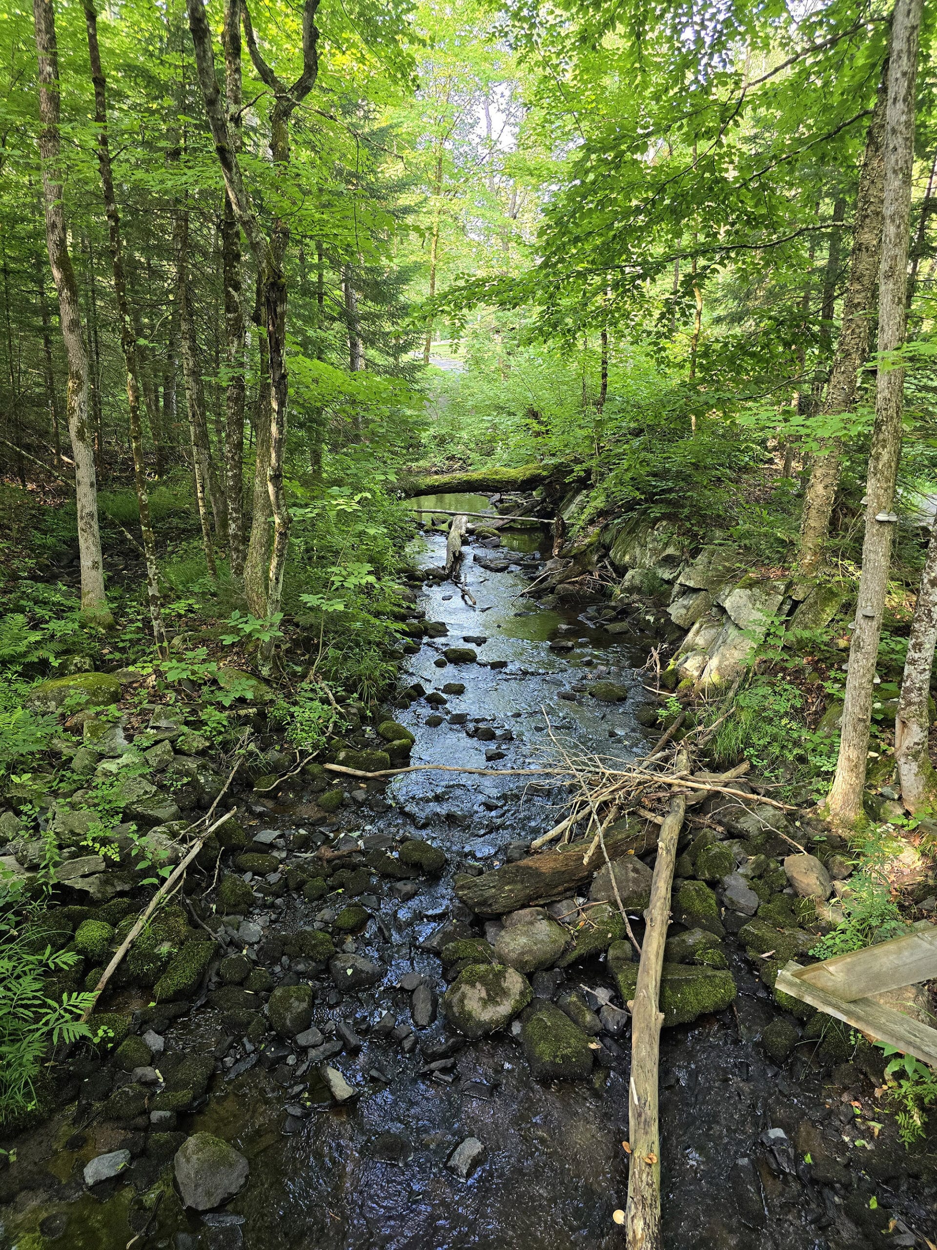 A stream through the woods at Silent Lake Provincial Park.