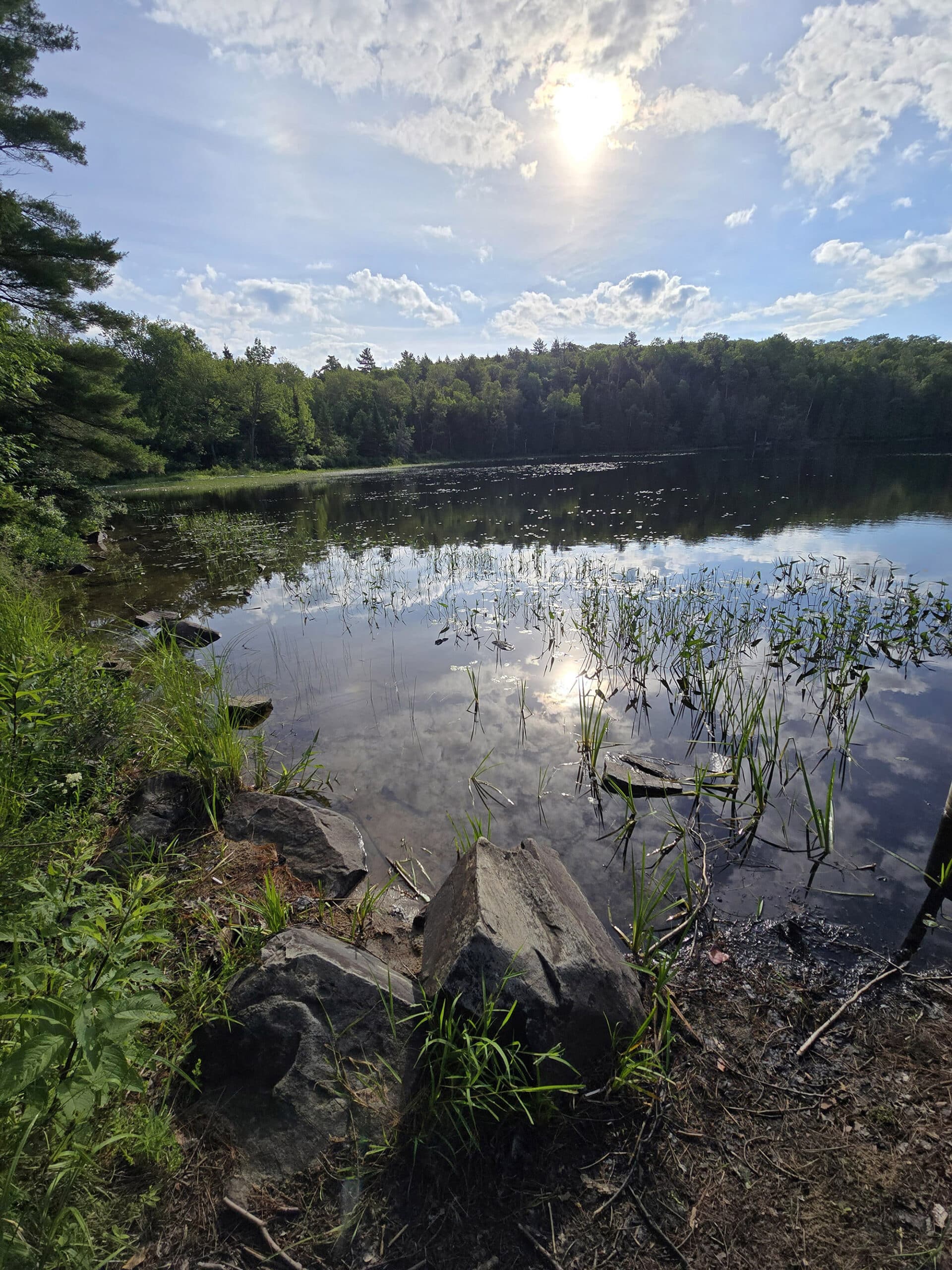 A swampy section of silent lake.