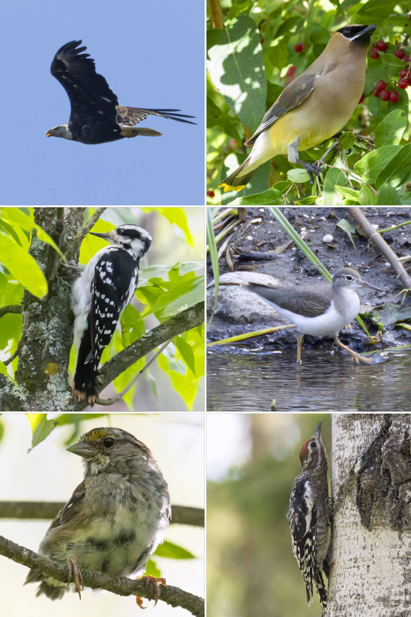 6 part image showing the bird listed in the caption.