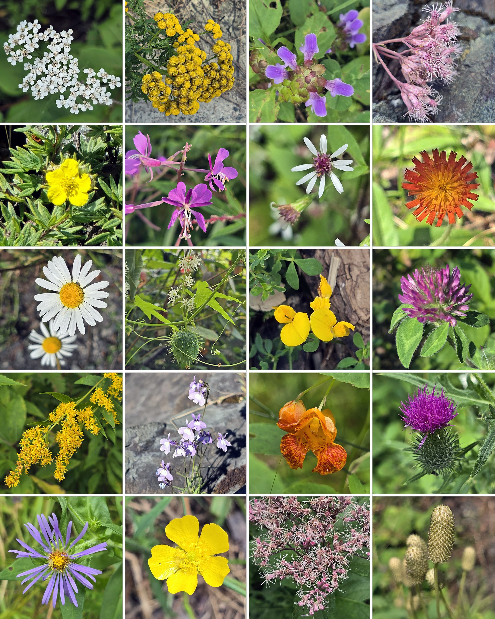 20 part image showing various wildflowers.