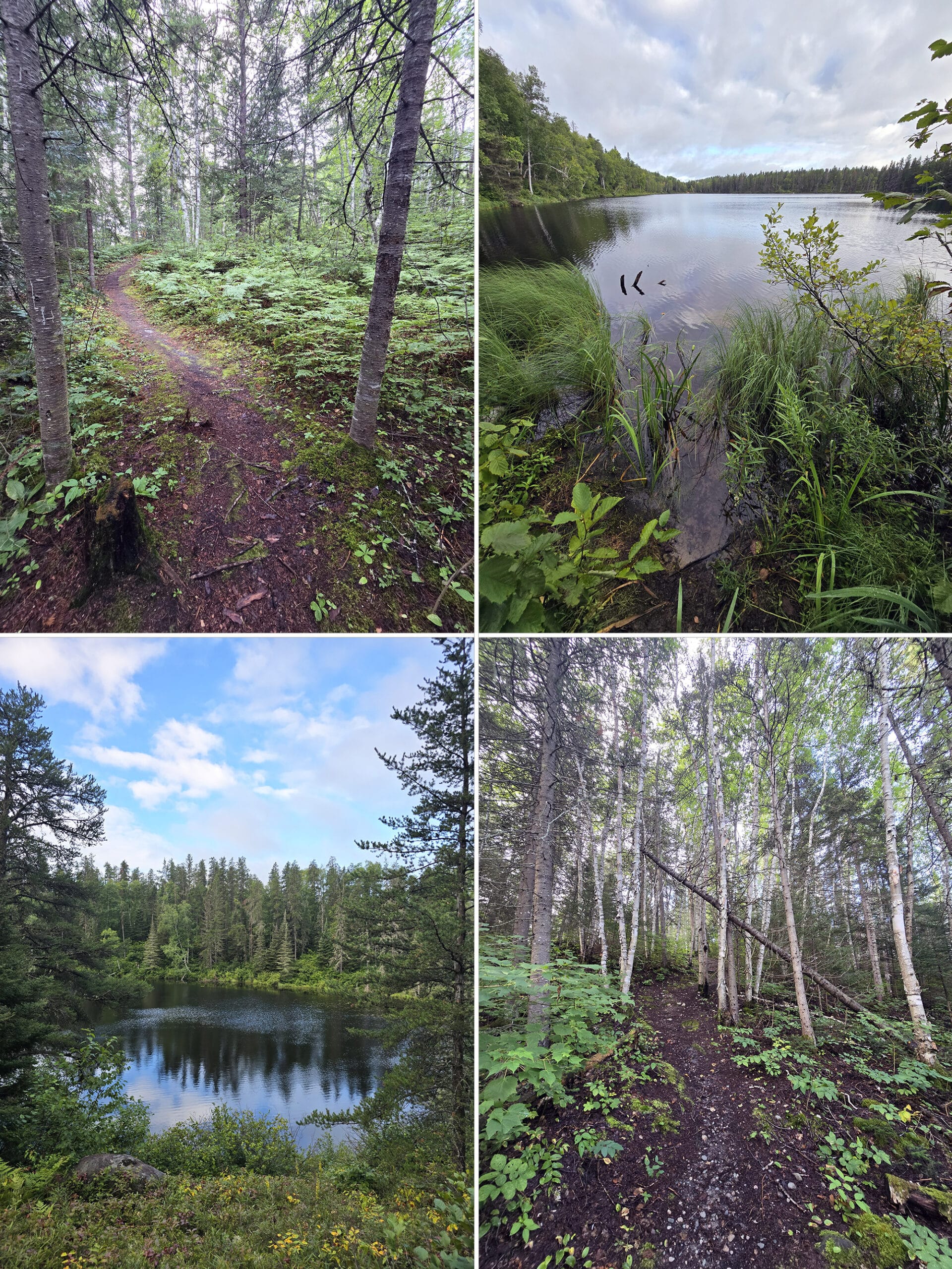 4 part image showing various views along the oh say ya wah kaw Trail at Kettle Lakes Provincial Park.