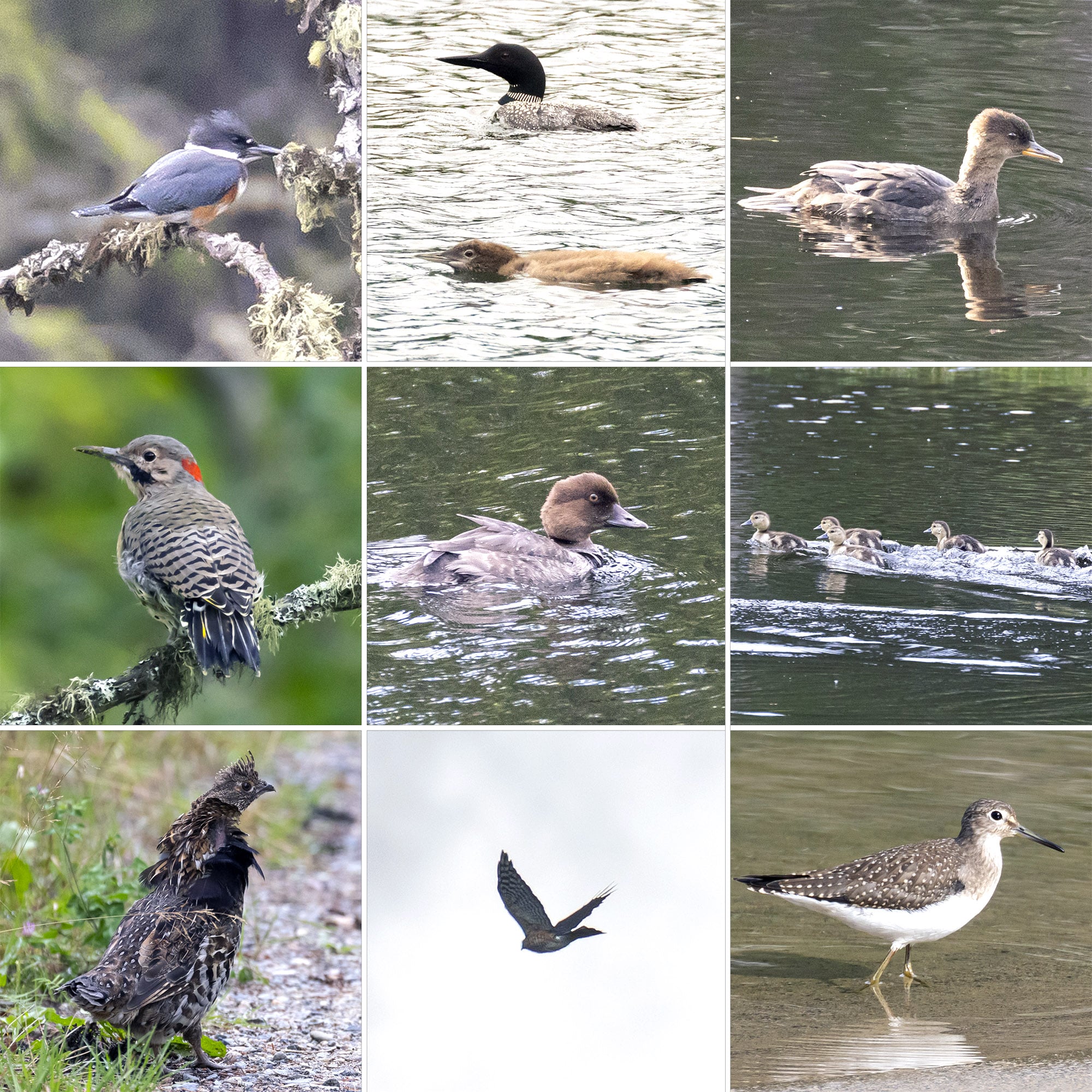 9 part image showing the various birds listed in the caption.