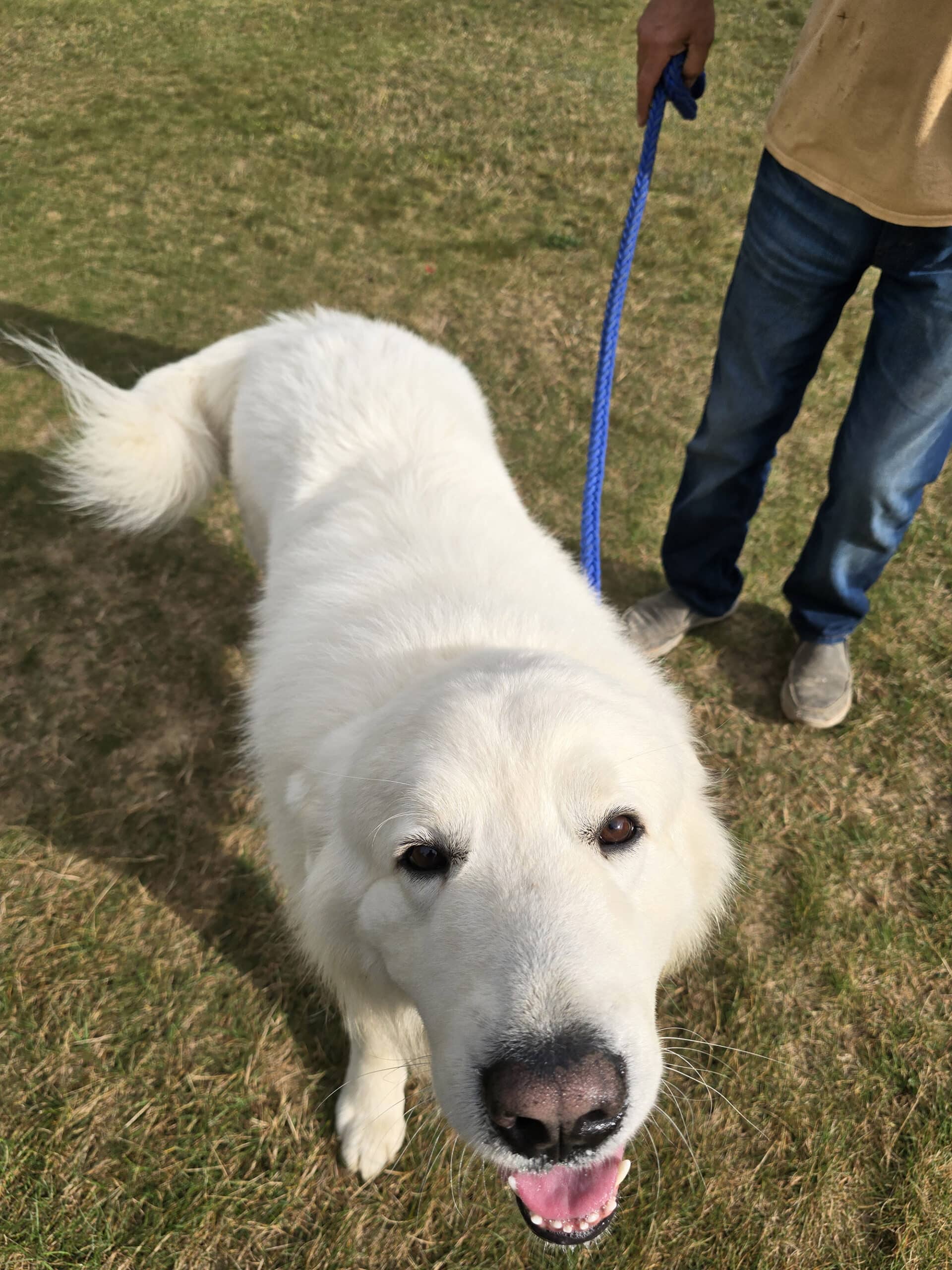 A big fluffy white dog smiling at the camera.