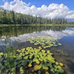 Hughes Lake, with lilypads in the foreground.