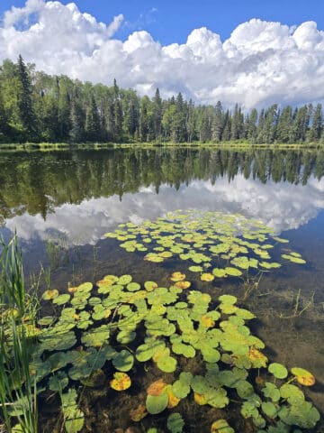 Hughes Lake, with lilypads in the foreground.