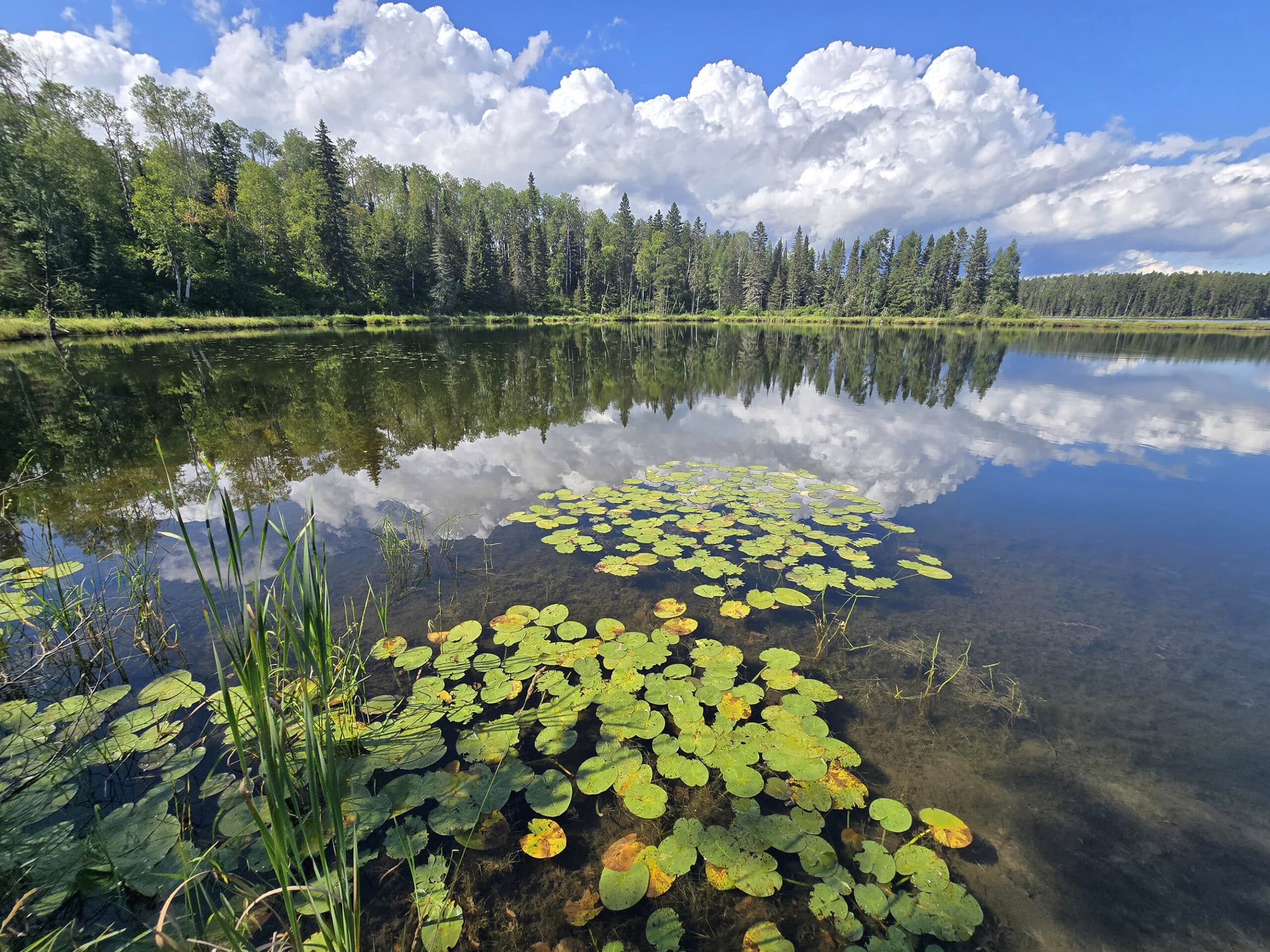 Hughes Lake, with lilypads in the foreground.