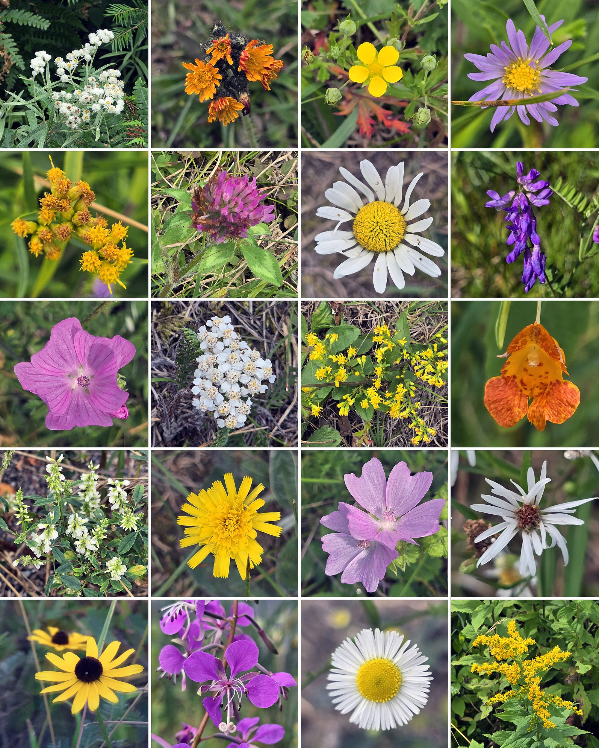 20 part image showing various wild flowers.