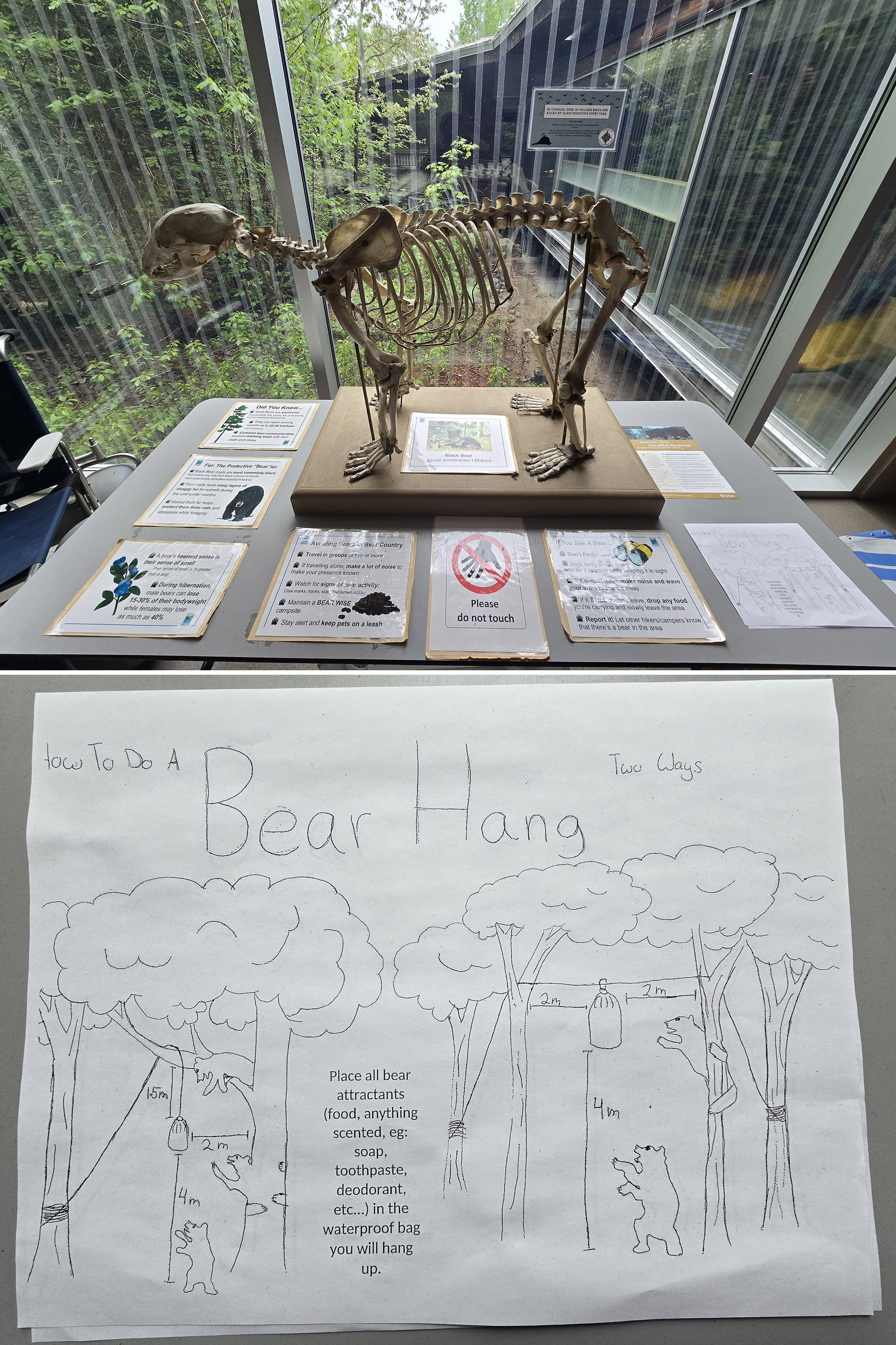 2 part image showing a table display of bear information and a bear sketelton, and a hand drawn diagram of how to do a bear hang.