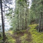 A trail through boreal forest, with remi lake in the background.