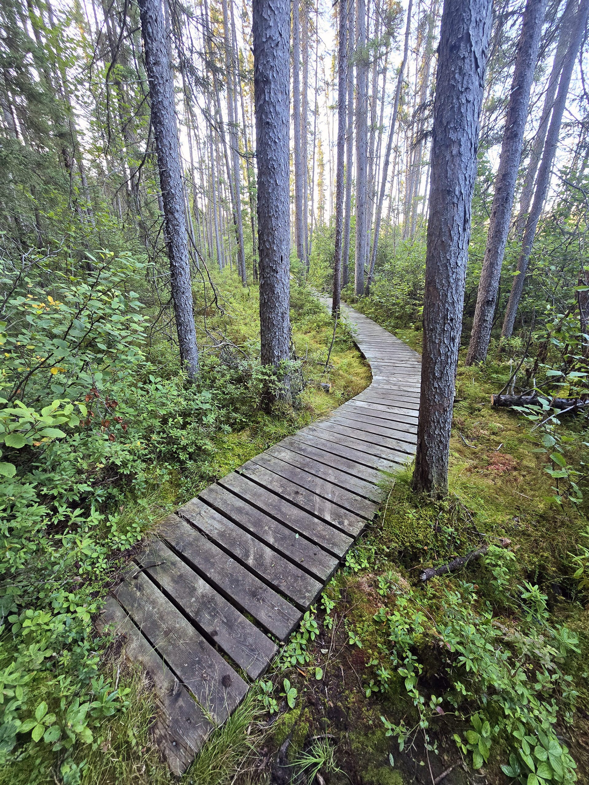 A boardwalk through a bog at Esker Lakes Provincial Park.
